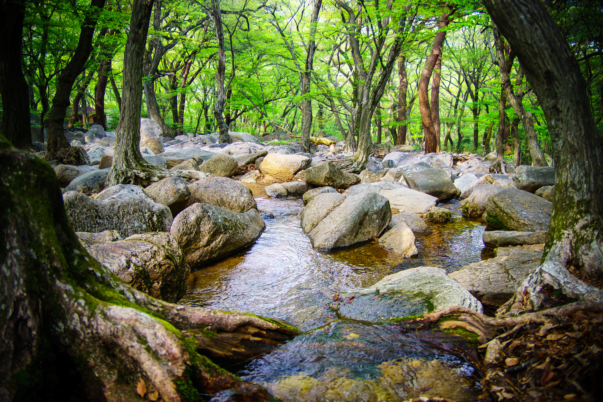 Sony ILCA-77M2 + Sigma 17-70mm F2.8-4.5 (D) sample photo. The forest near beomeosa temple photography
