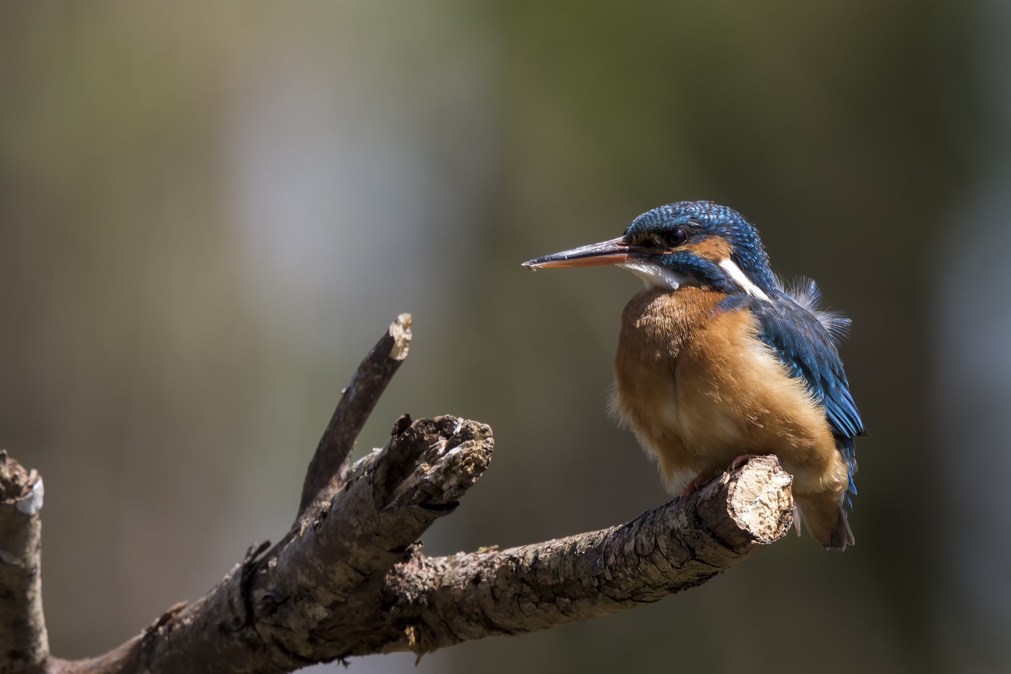 Canon EF 500mm F4L IS II USM sample photo. Eisi im leichten gegenlicht photography