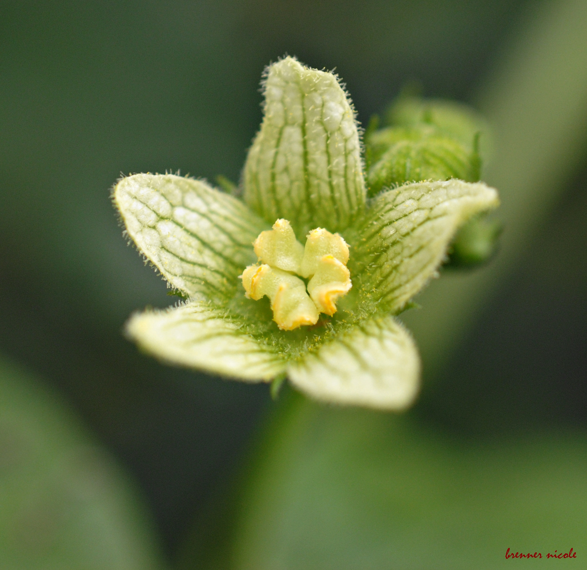 Nikon AF-S DX Micro Nikkor 40mm F2.8 sample photo. 358.jpg photography