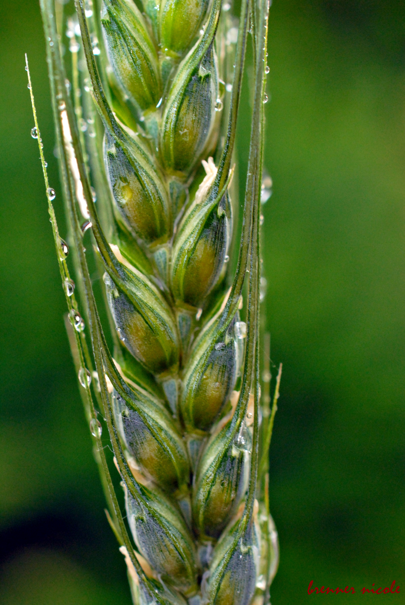 Nikon AF-S DX Micro Nikkor 40mm F2.8 sample photo. 158.jpg photography