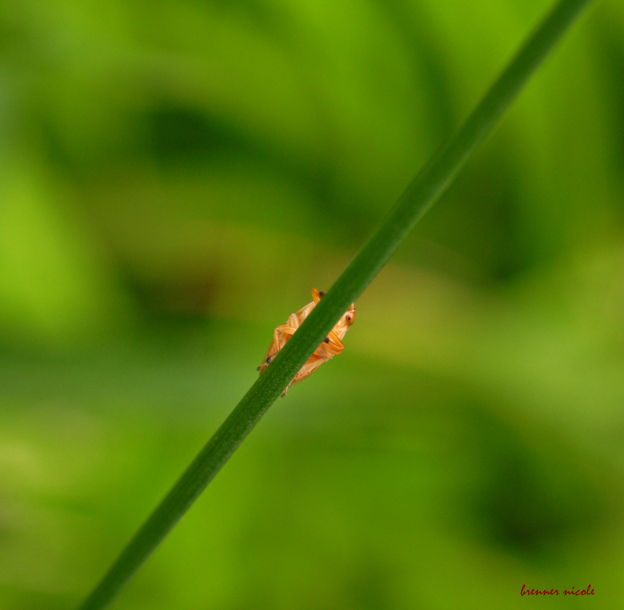 Nikon AF-S DX Micro Nikkor 40mm F2.8 sample photo. 198.jpg photography