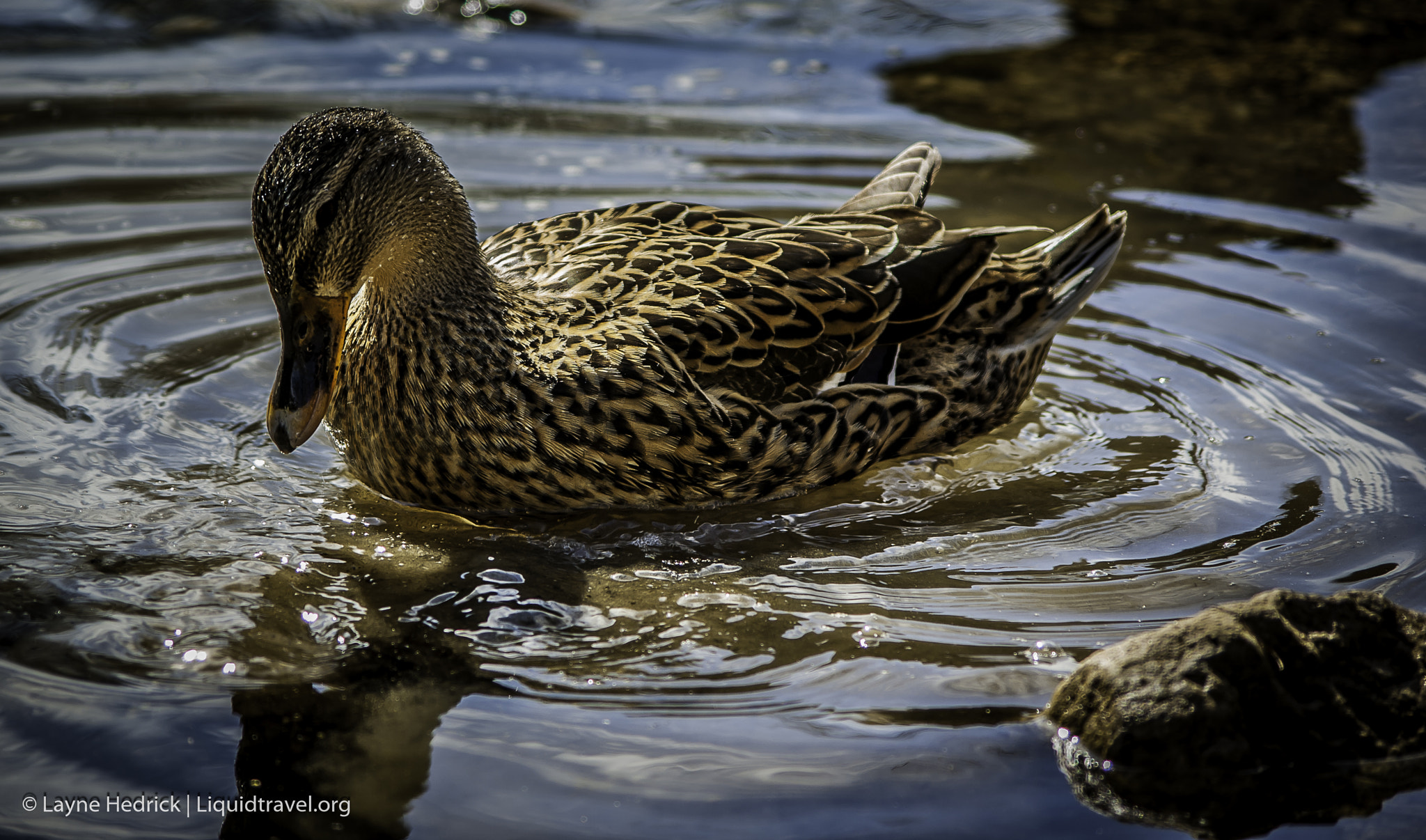 Pentax K10D + Pentax smc DA 50-200mm F4-5.6 ED sample photo. Duck on the water photography