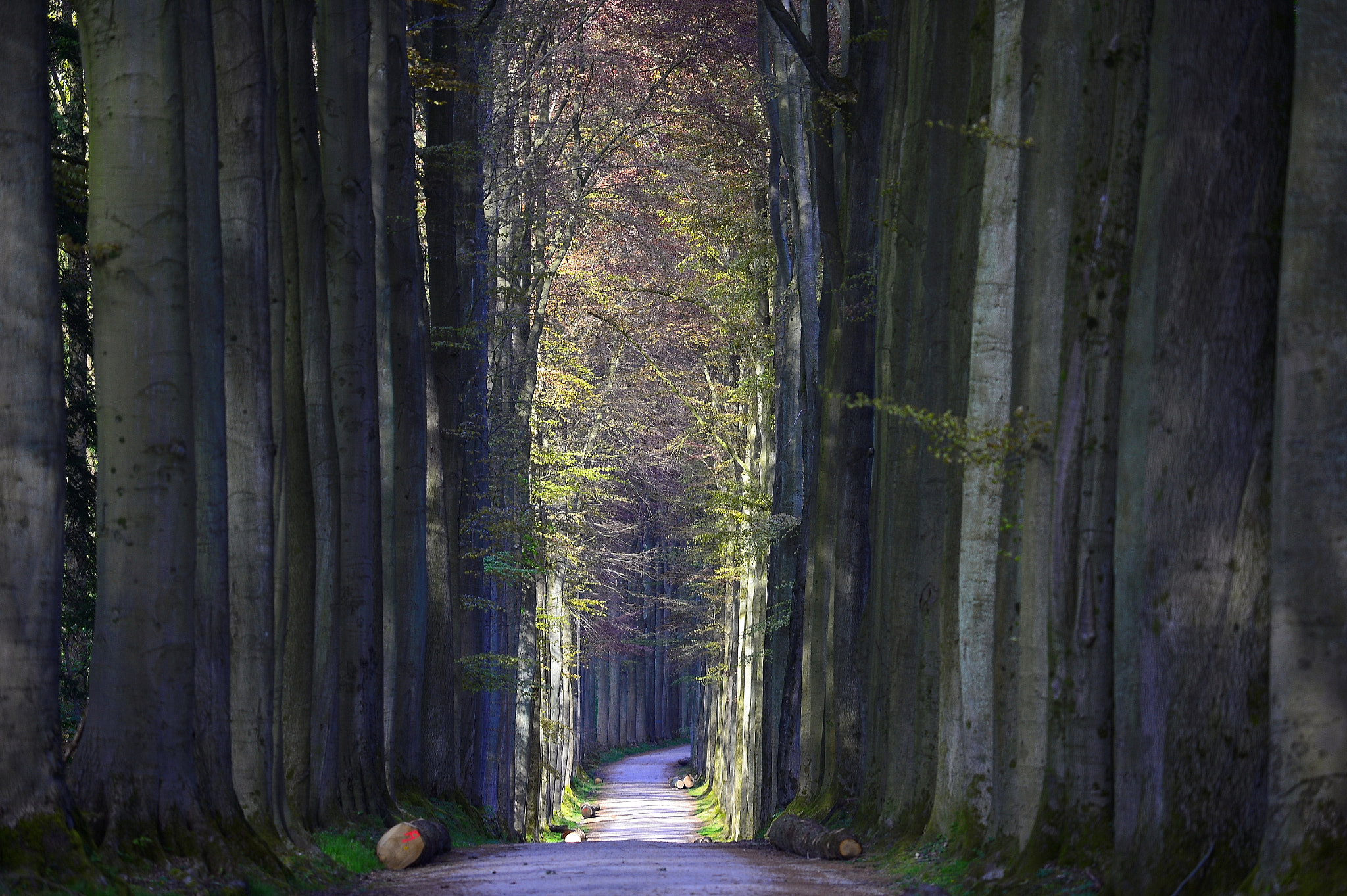 Nikon AF-S Nikkor 70-200mm F4G ED VR sample photo. Beauty is always nearby photography