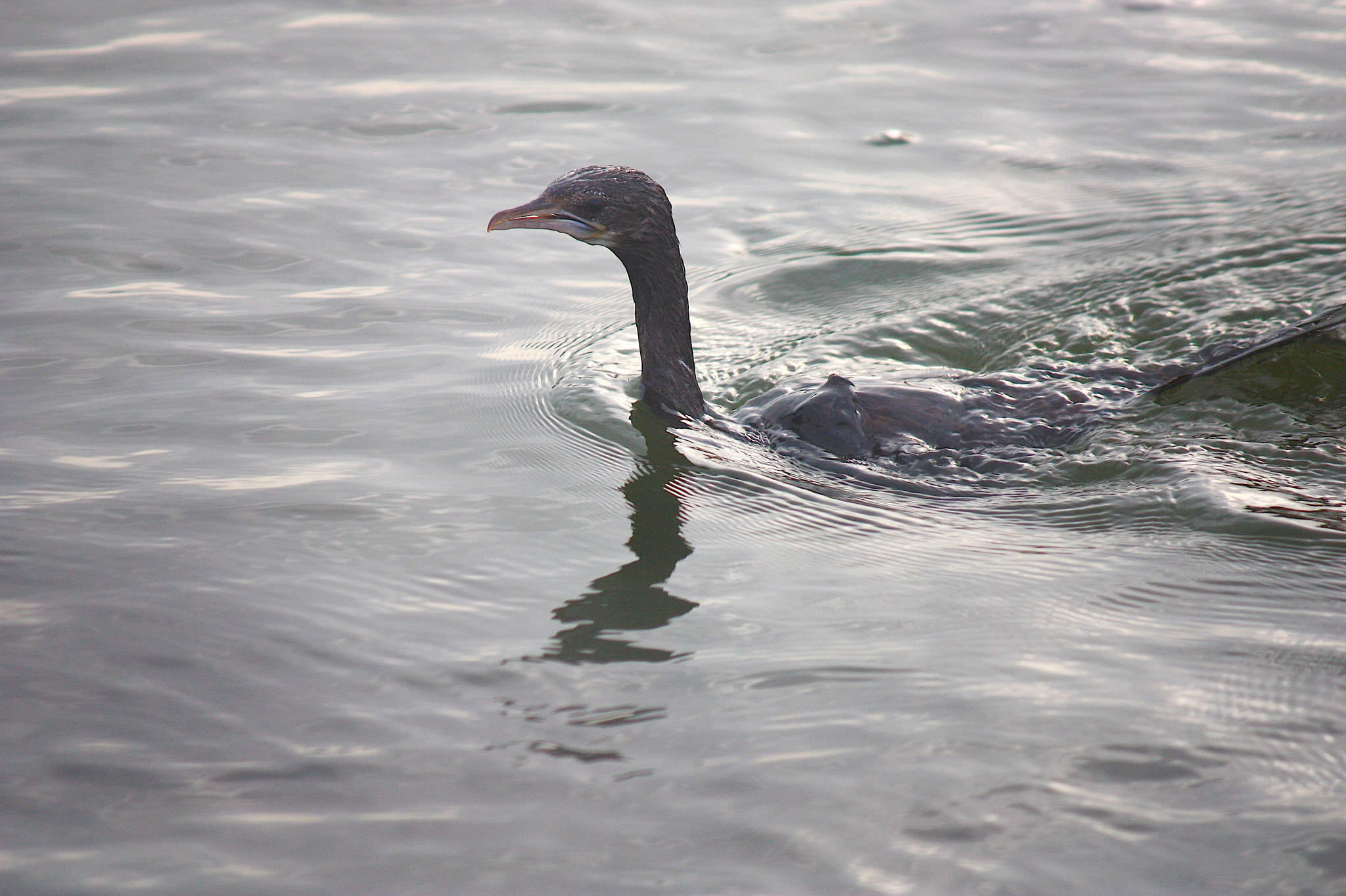 Canon EOS 450D (EOS Rebel XSi / EOS Kiss X2) sample photo. Goose love the morning water photography