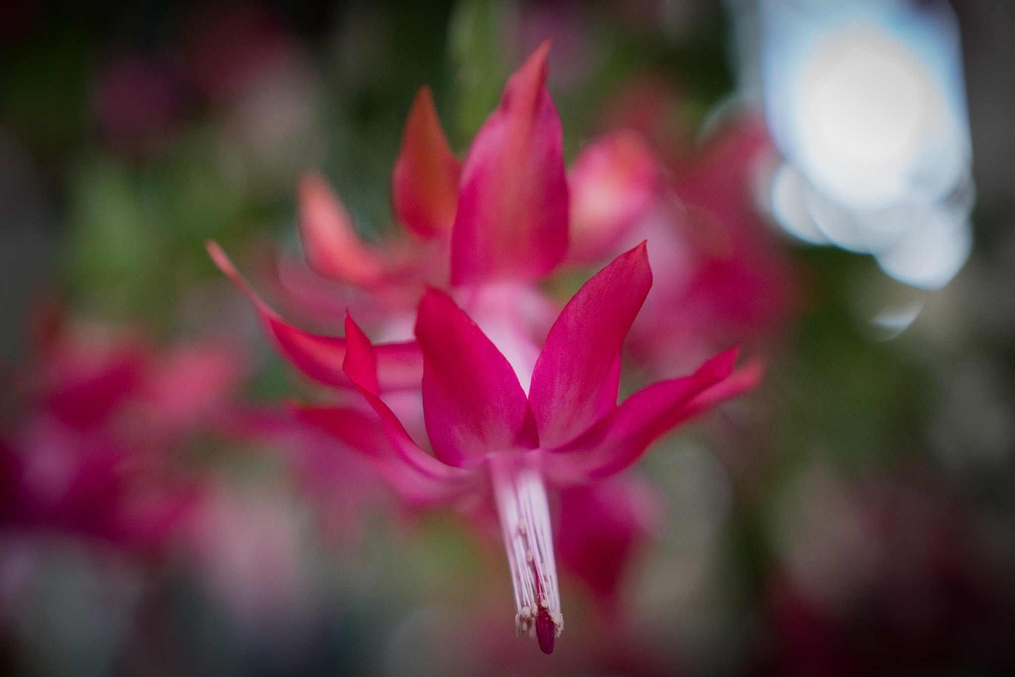 Sony a6300 + 18-35mm F1.8 DC HSM | Art 013 sample photo. Flower 01 photography