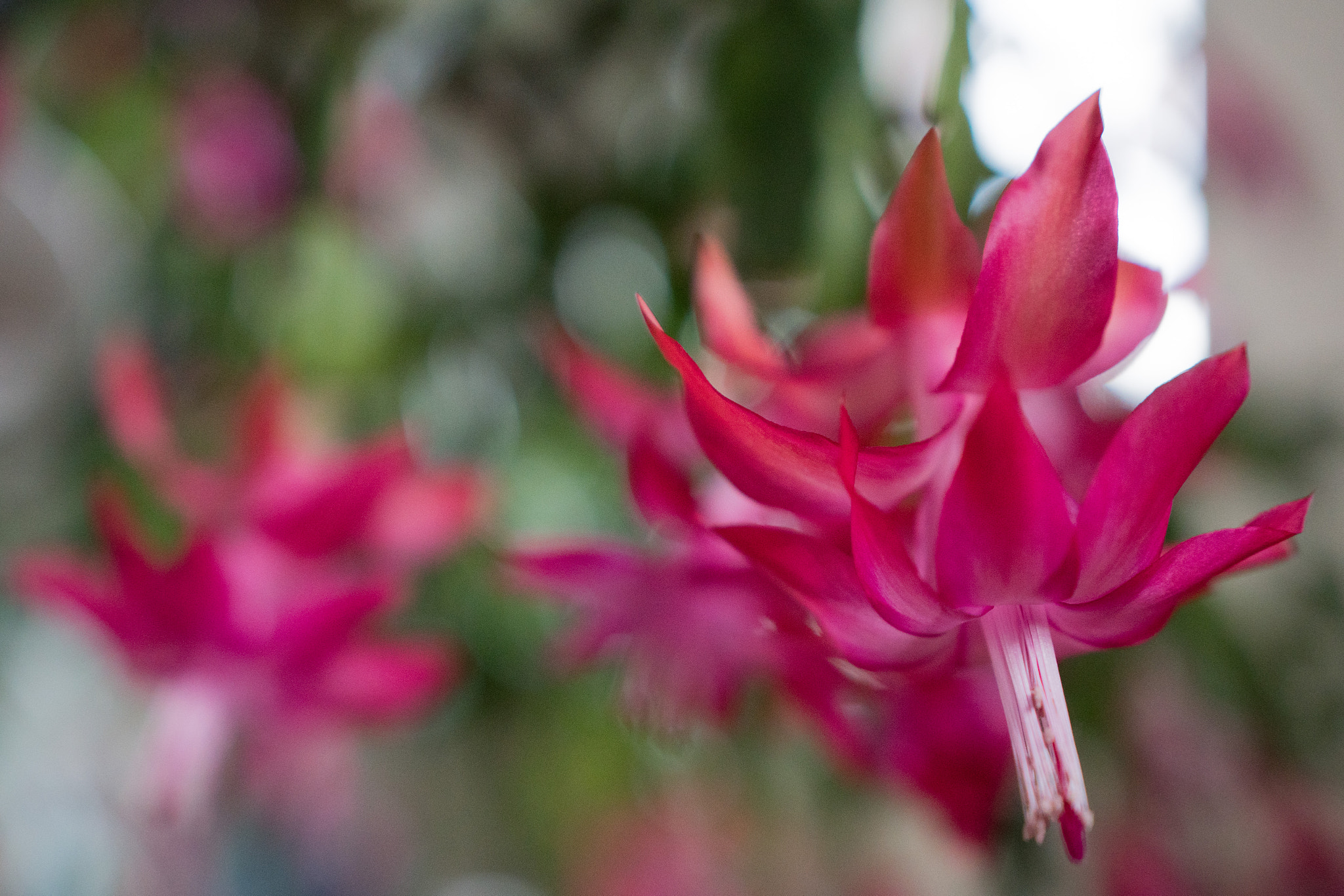 Sony a6300 + 18-35mm F1.8 DC HSM | Art 013 sample photo. Flower 02 photography