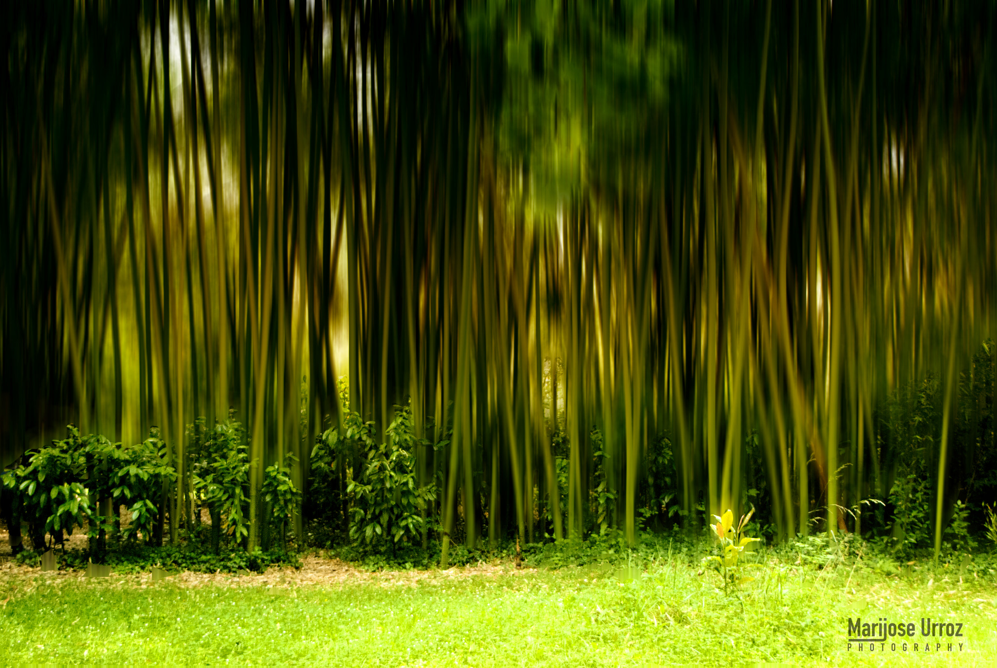 Nikon D60 sample photo. Bambus photography