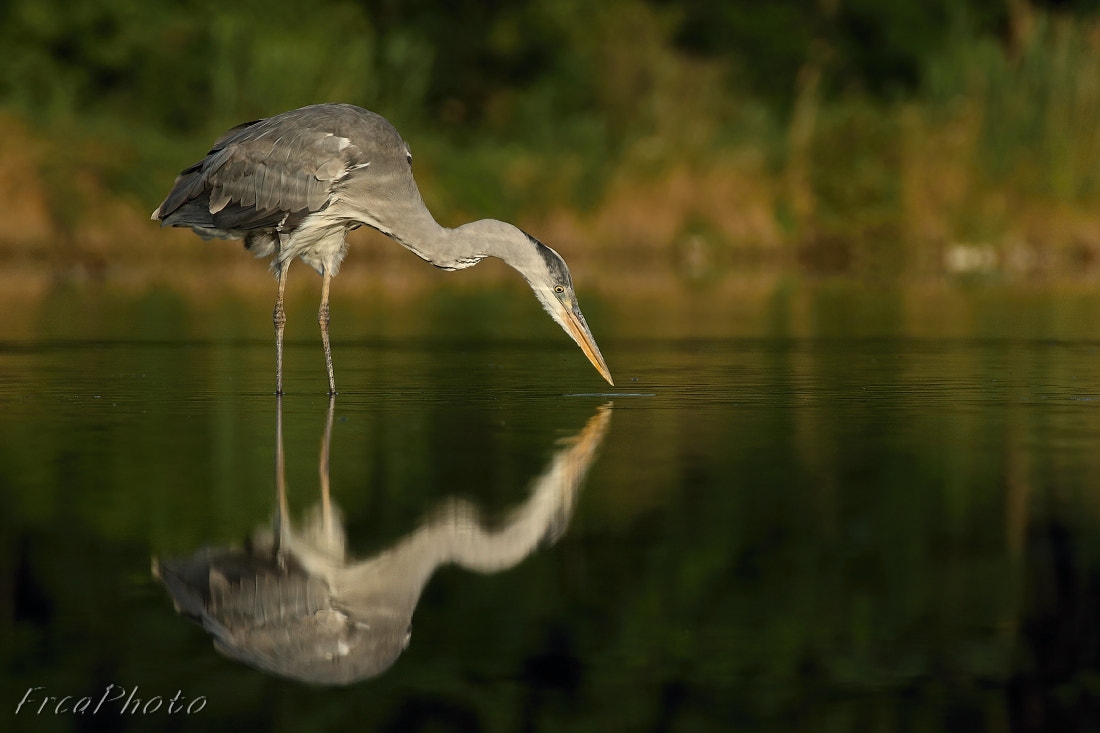 Canon EOS 450D (EOS Rebel XSi / EOS Kiss X2) sample photo. Ardea cinerea, volavka popelavá photography