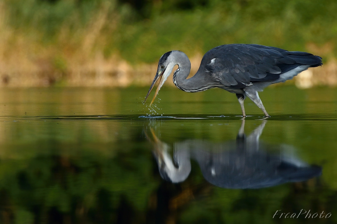 Canon EOS 450D (EOS Rebel XSi / EOS Kiss X2) sample photo. Ardea cinerea, volavka popelavá photography