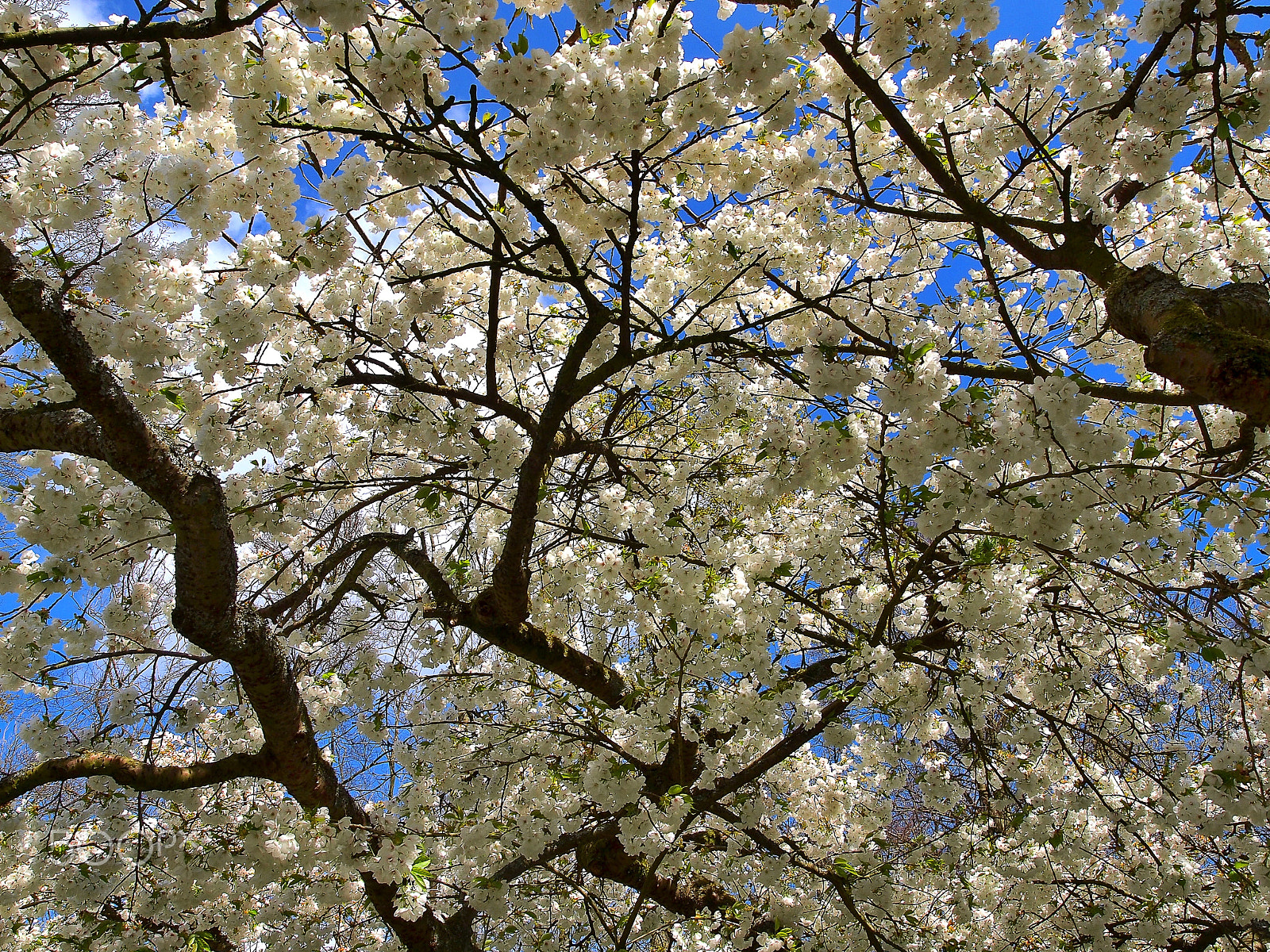 Olympus E-5 + Olympus Zuiko Digital ED 14-35mm F2.0 SWD sample photo. Cherry blossom in holland photography