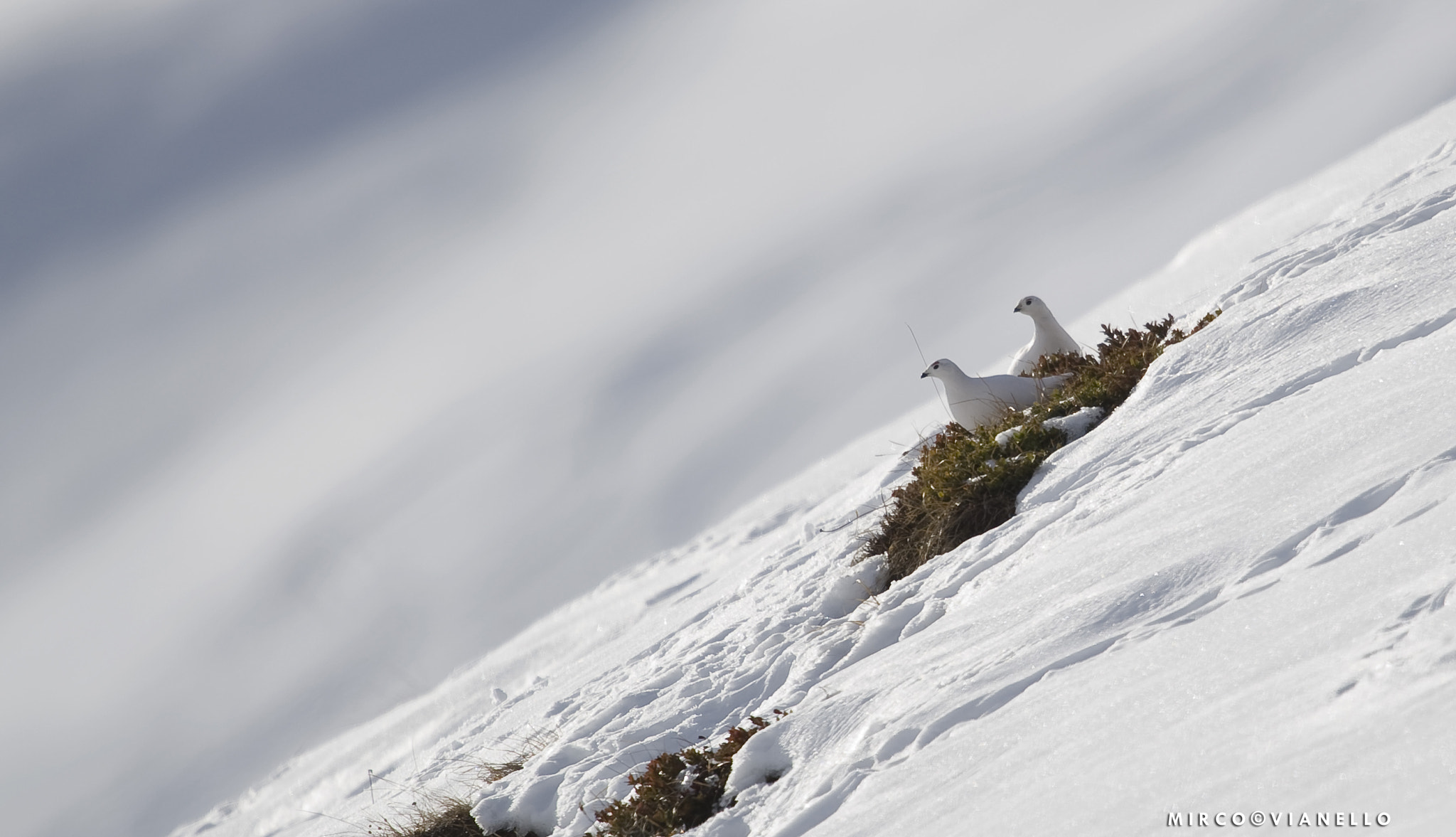 Nikon D3S + Nikon AF-S Nikkor 500mm F4G ED VR sample photo. Ptarmigan  (female)  (lagopus muta) photography
