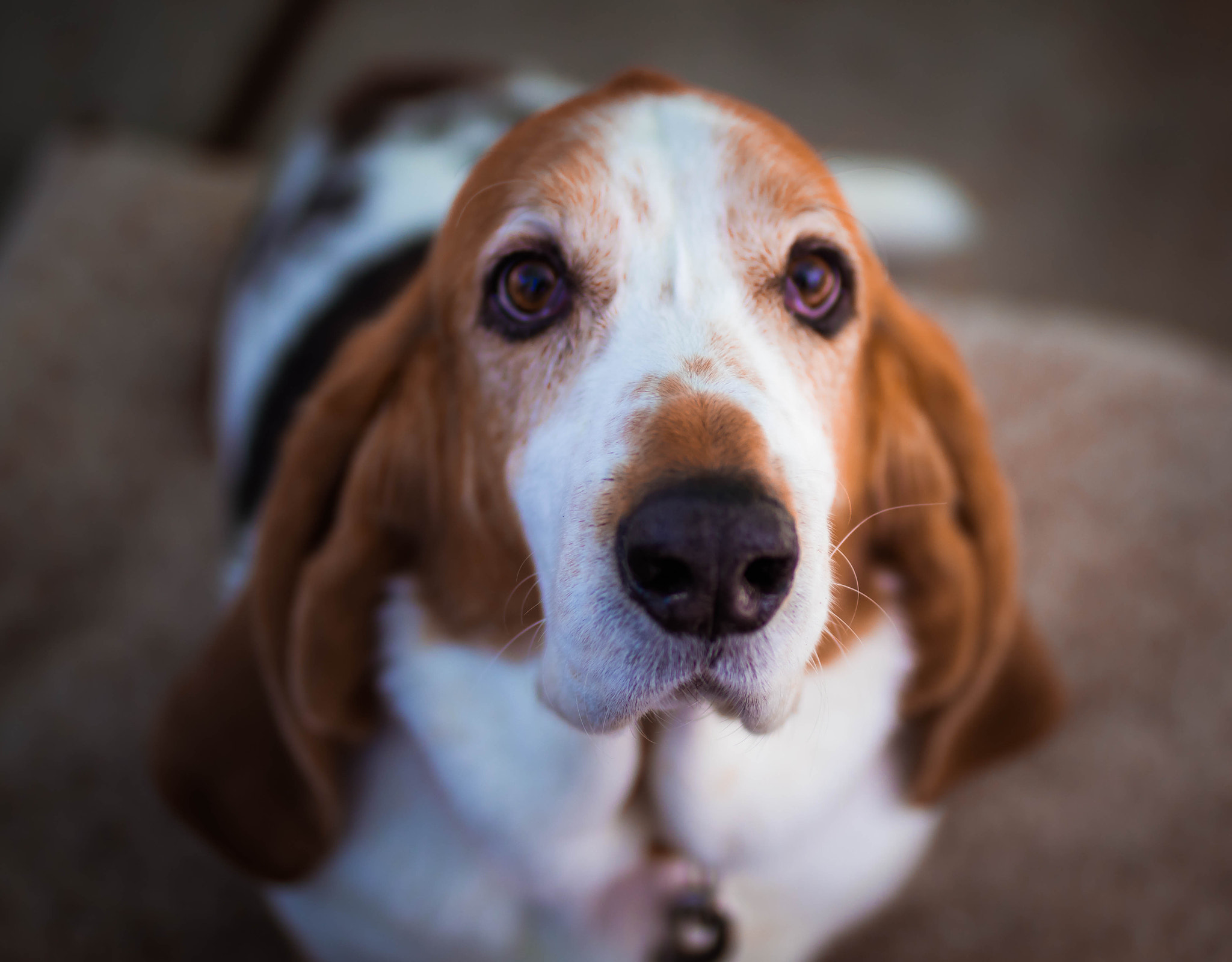 Canon EOS 80D + Sigma 35mm F1.4 DG HSM Art sample photo. Dog photography