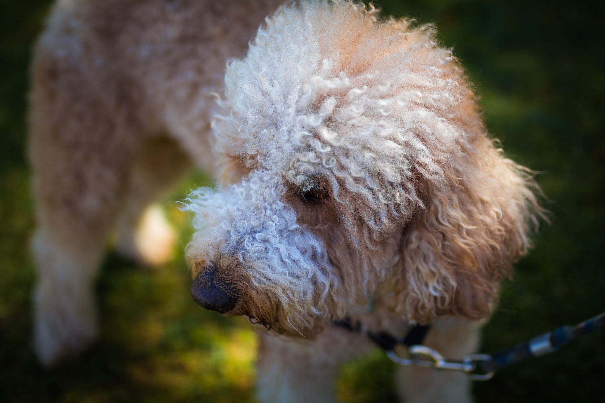 Canon EOS 80D + Sigma 35mm F1.4 DG HSM Art sample photo. Puppy photography