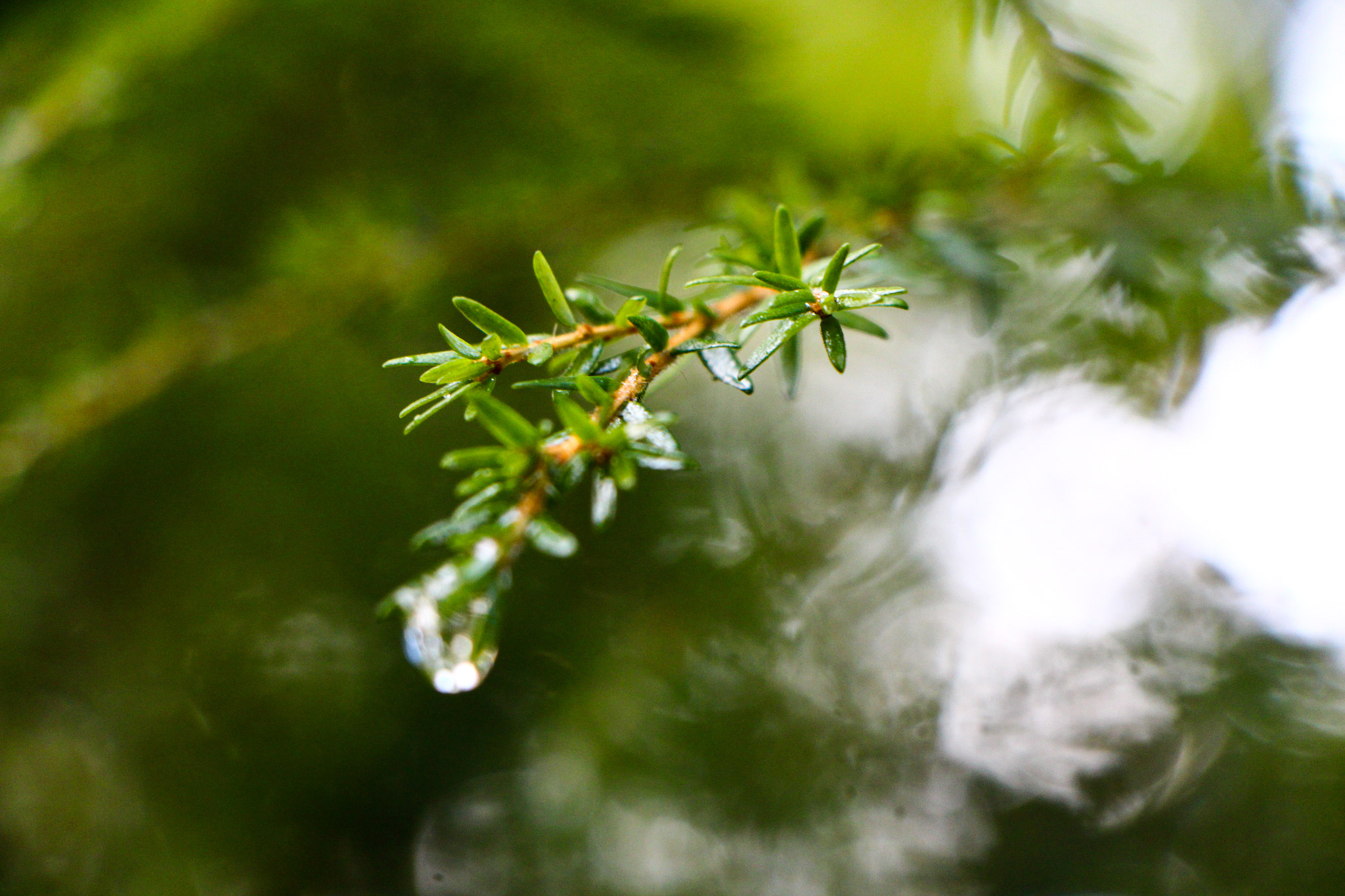 Canon EF-S 18-135mm F3.5-5.6 IS STM sample photo. Pine tree branch photography