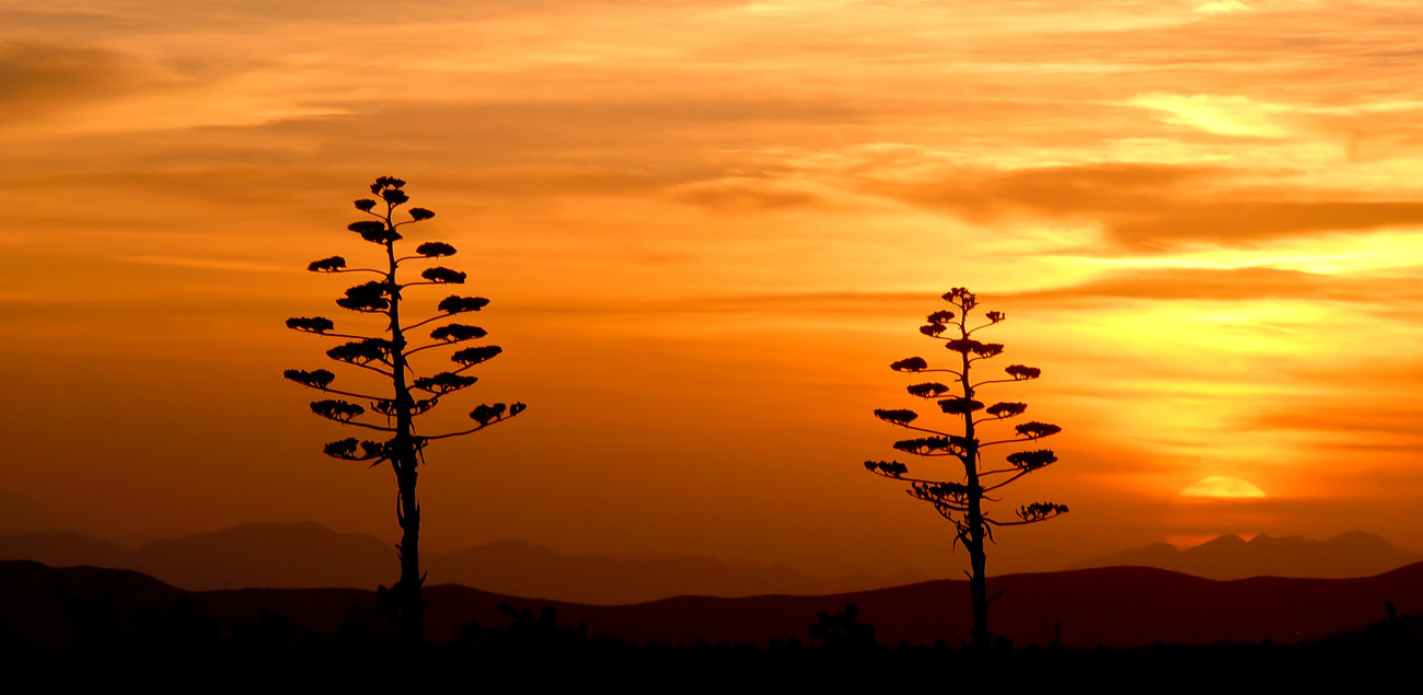 Nikon AF-Nikkor 80-200mm F2.8D ED sample photo. Good morning sunshine. photography