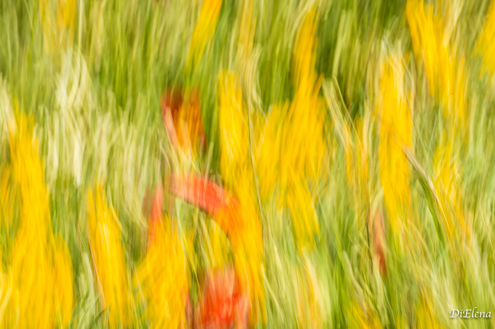 Nikon AF-S Nikkor 70-200mm F4G ED VR sample photo. Flowering photography