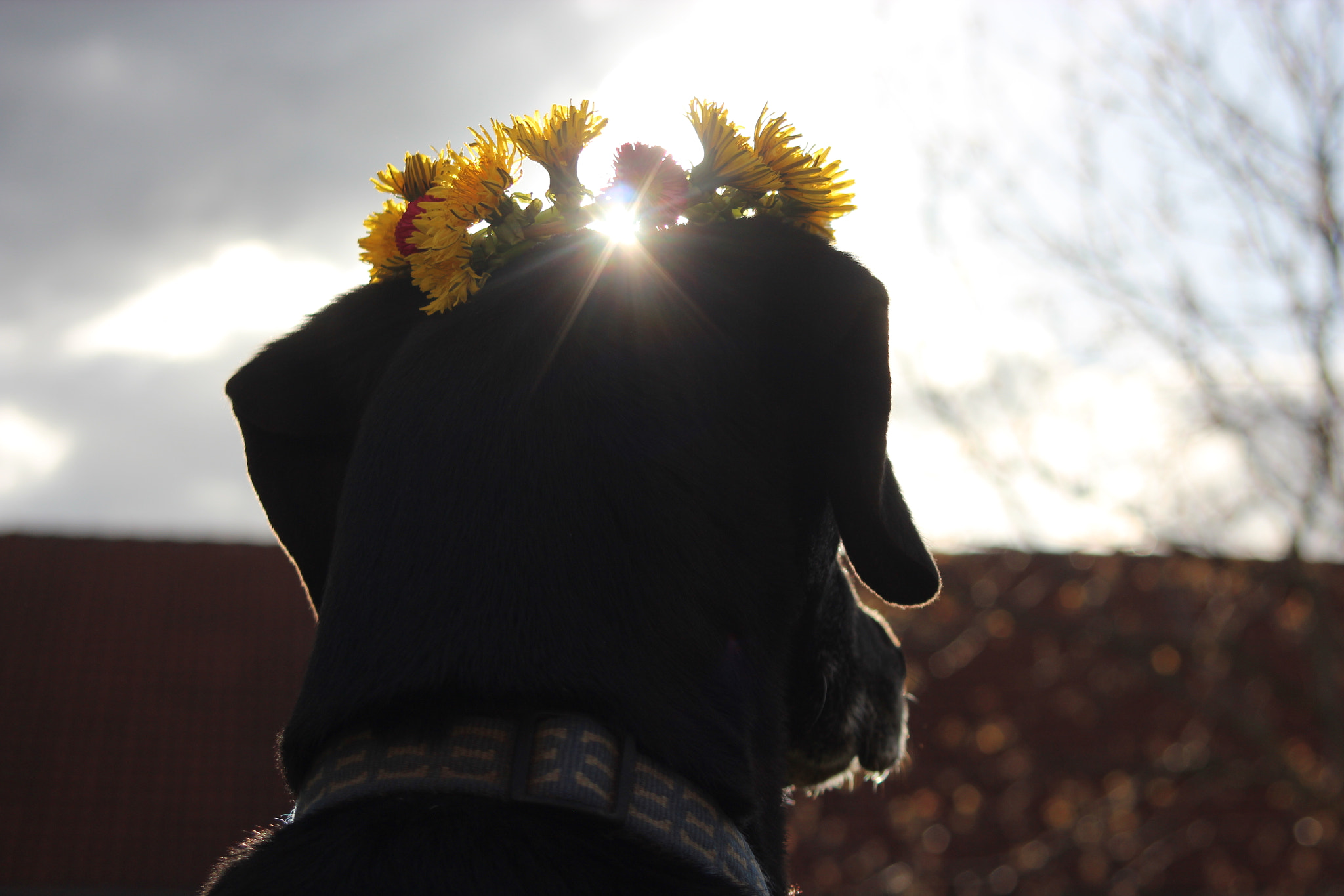 Canon EOS 600D (Rebel EOS T3i / EOS Kiss X5) + Canon EF 38-76mm f/4.5-5.6 sample photo. Flowercrown photography