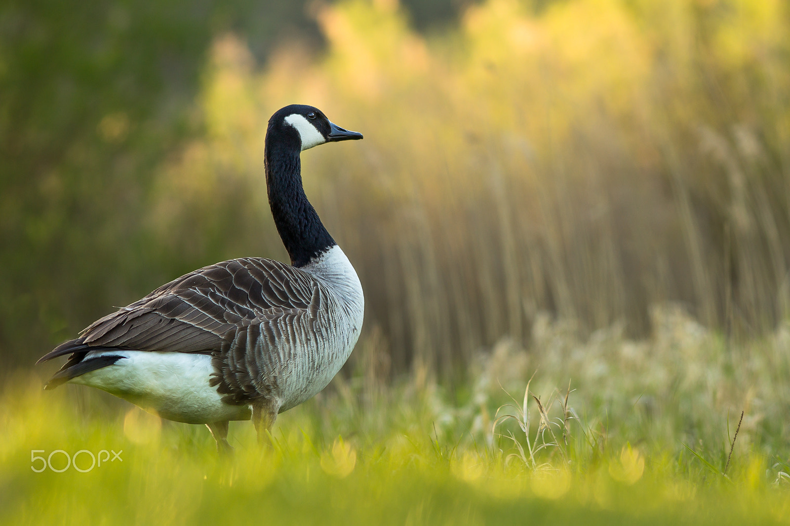 Canon EOS 60D + Canon EF 200mm F2.8L II USM sample photo. Kanadagans (branta canadensis) photography