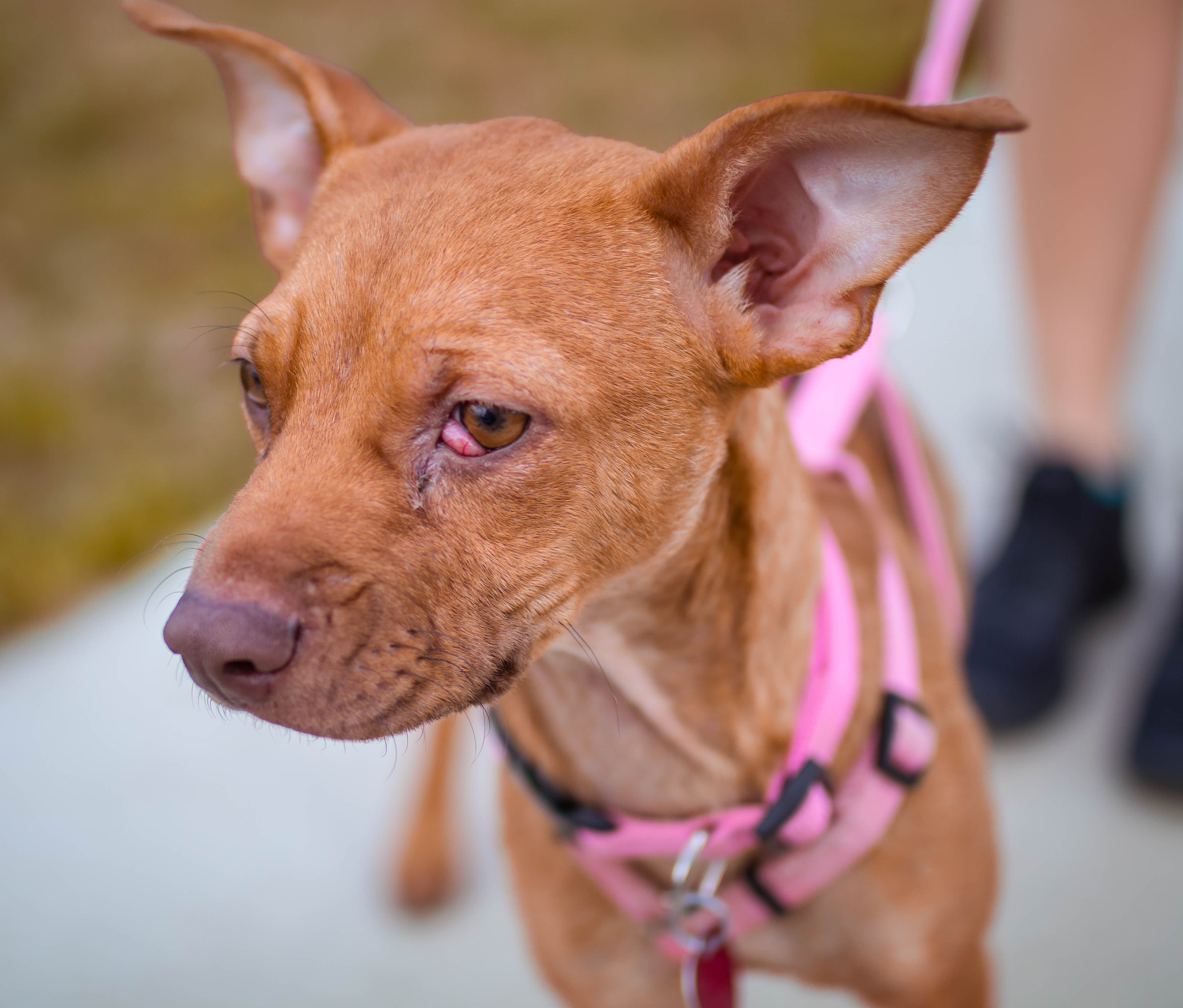 Canon EOS 80D + Sigma 35mm F1.4 DG HSM Art sample photo. Dog photography