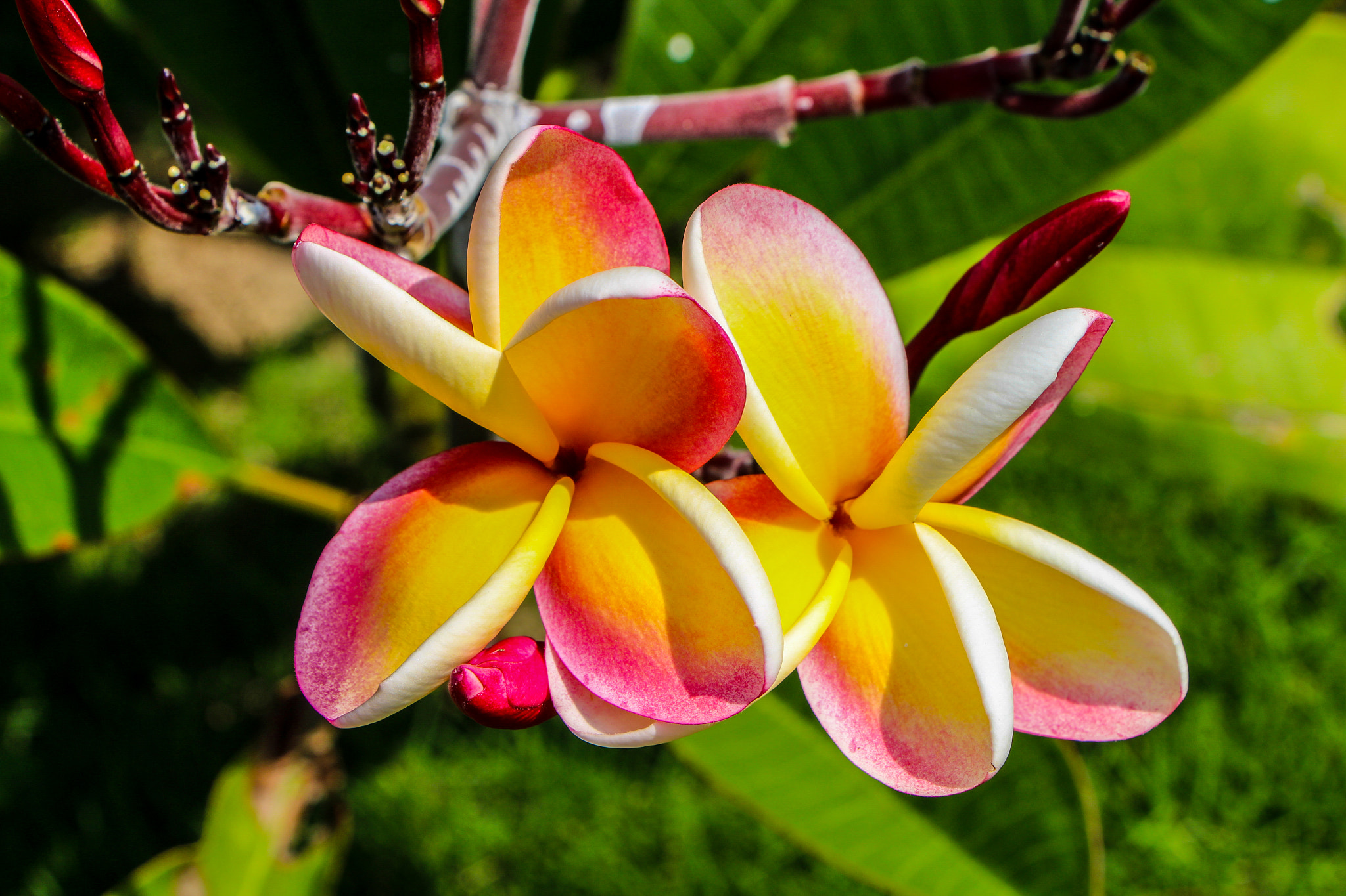 Canon EF-S 18-135mm F3.5-5.6 IS STM sample photo. Beach foliage photography