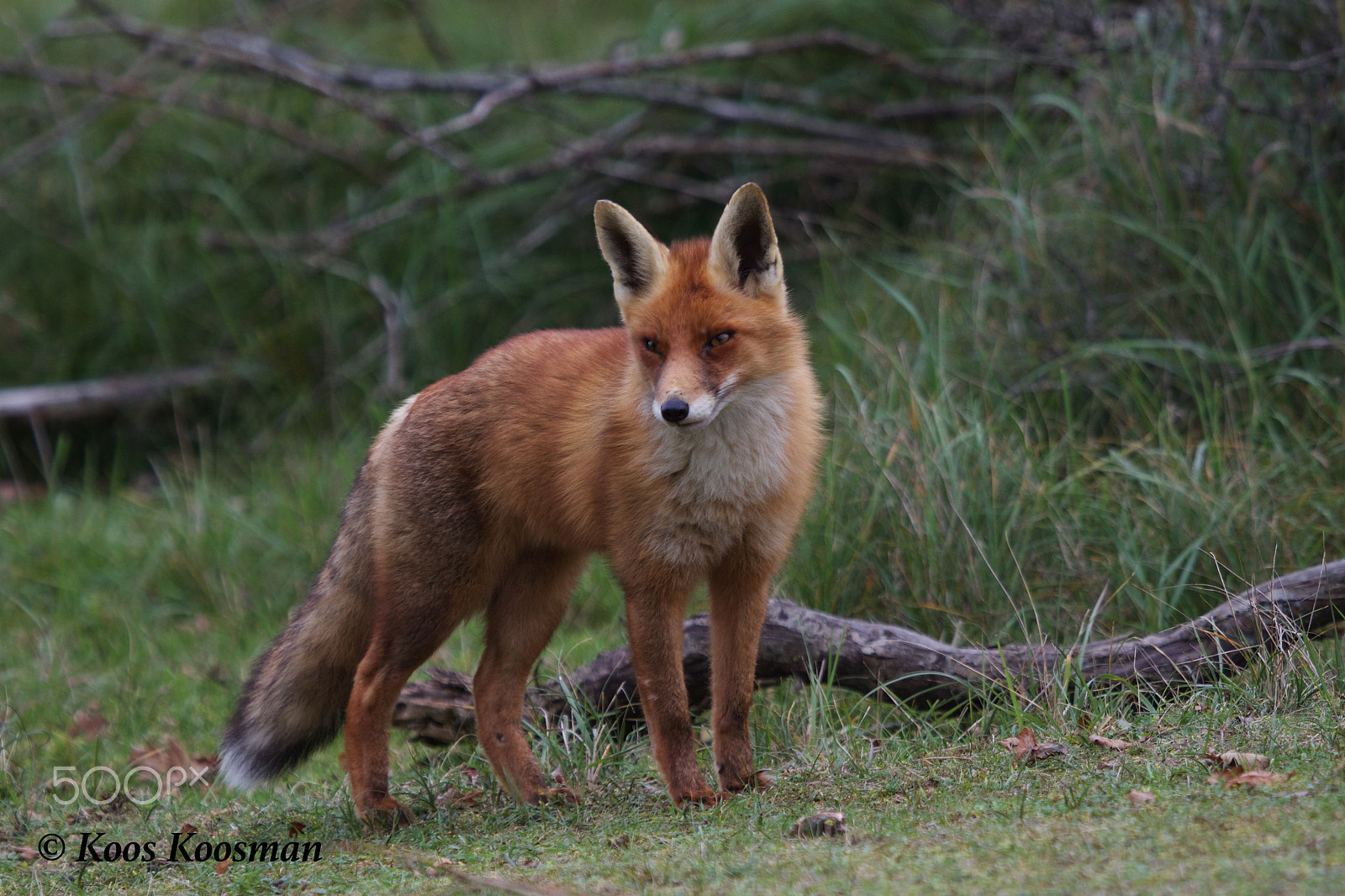 Canon EF 100-400mm F4.5-5.6L IS USM sample photo. Red fox photography