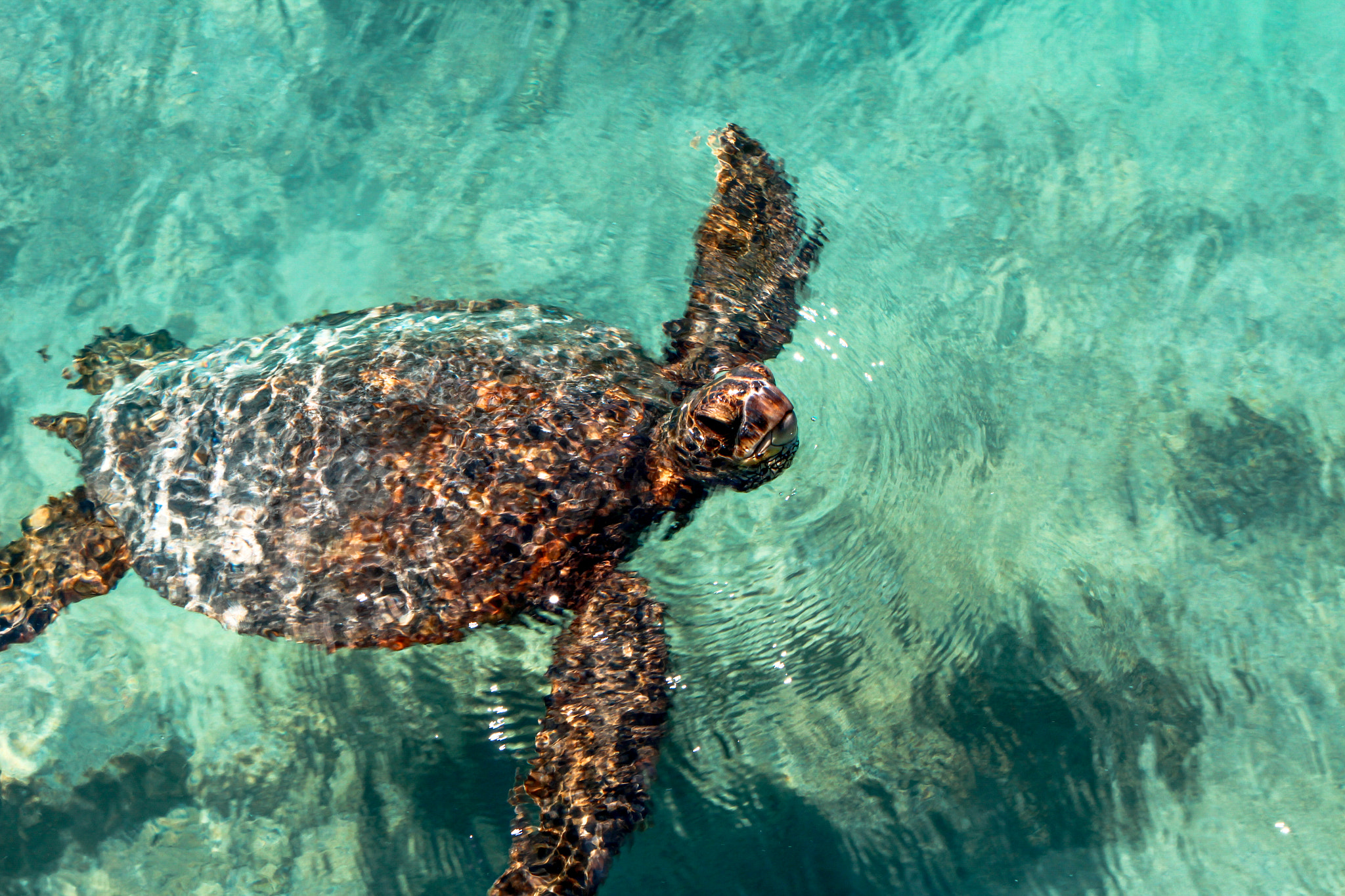 Canon EF-S 18-135mm F3.5-5.6 IS STM sample photo. Turtle bay swim photography