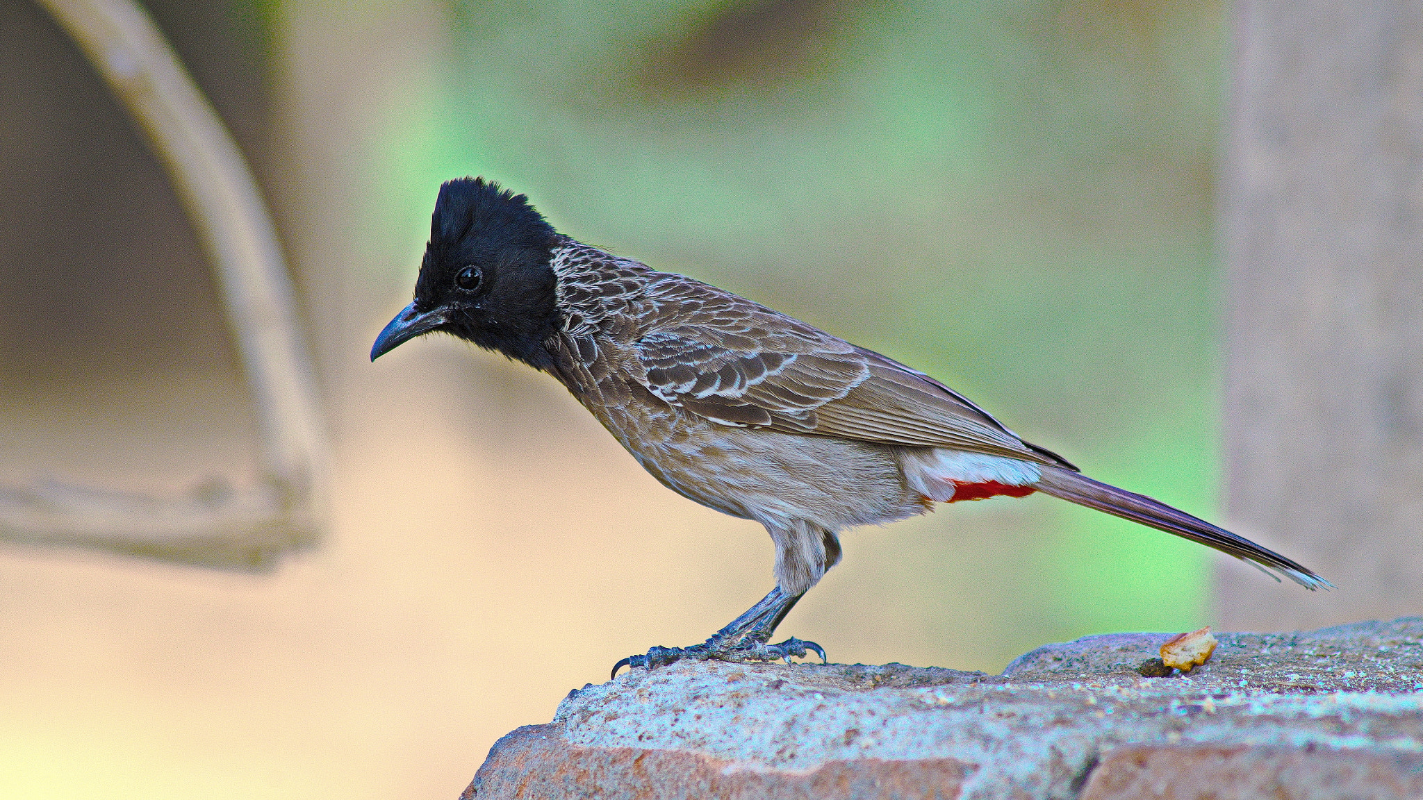 Pentax K-50 + Tamron AF 70-300mm F4-5.6 Di LD Macro sample photo. Red-whiskered bulbul photography