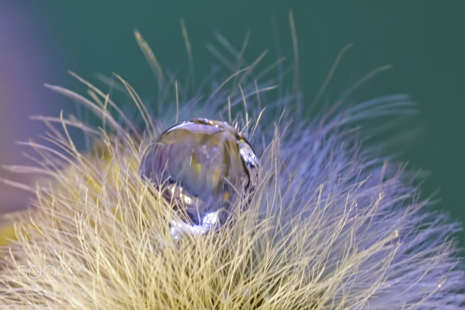Canon EF 180mm F3.5L Macro USM sample photo. Drop photography