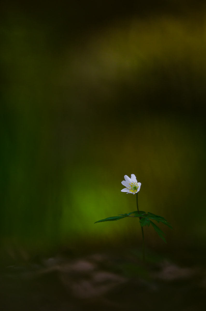 Nikon D5100 + Nikon AF-S Nikkor 300mm F4D ED-IF sample photo. Buschwindröschen ii photography