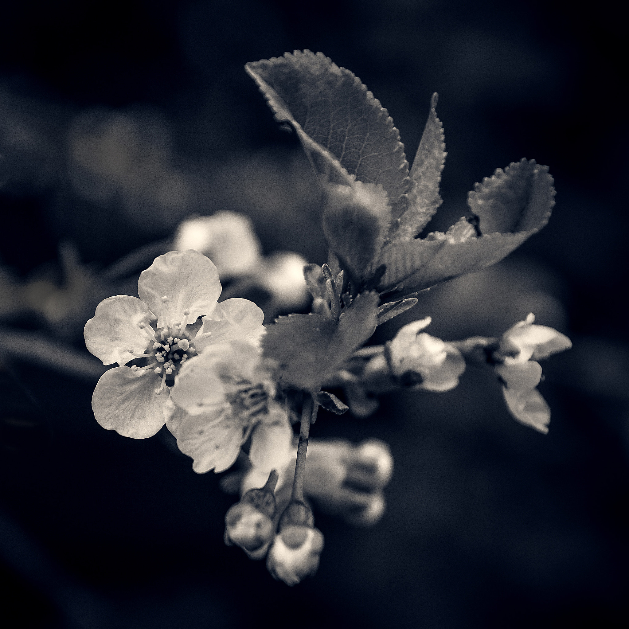 Canon EF 500mm F4L IS USM sample photo. Cherryblossom photography
