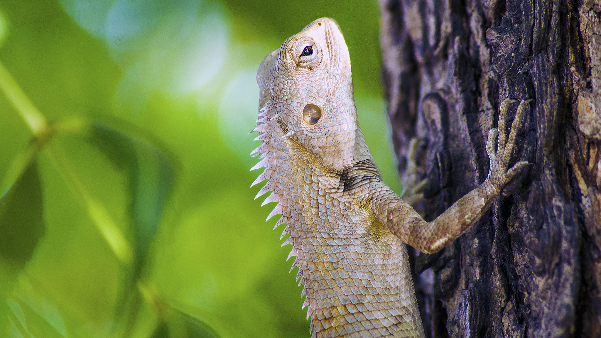Tamron AF 70-300mm F4-5.6 Di LD Macro sample photo. The oriental garden lizard photography