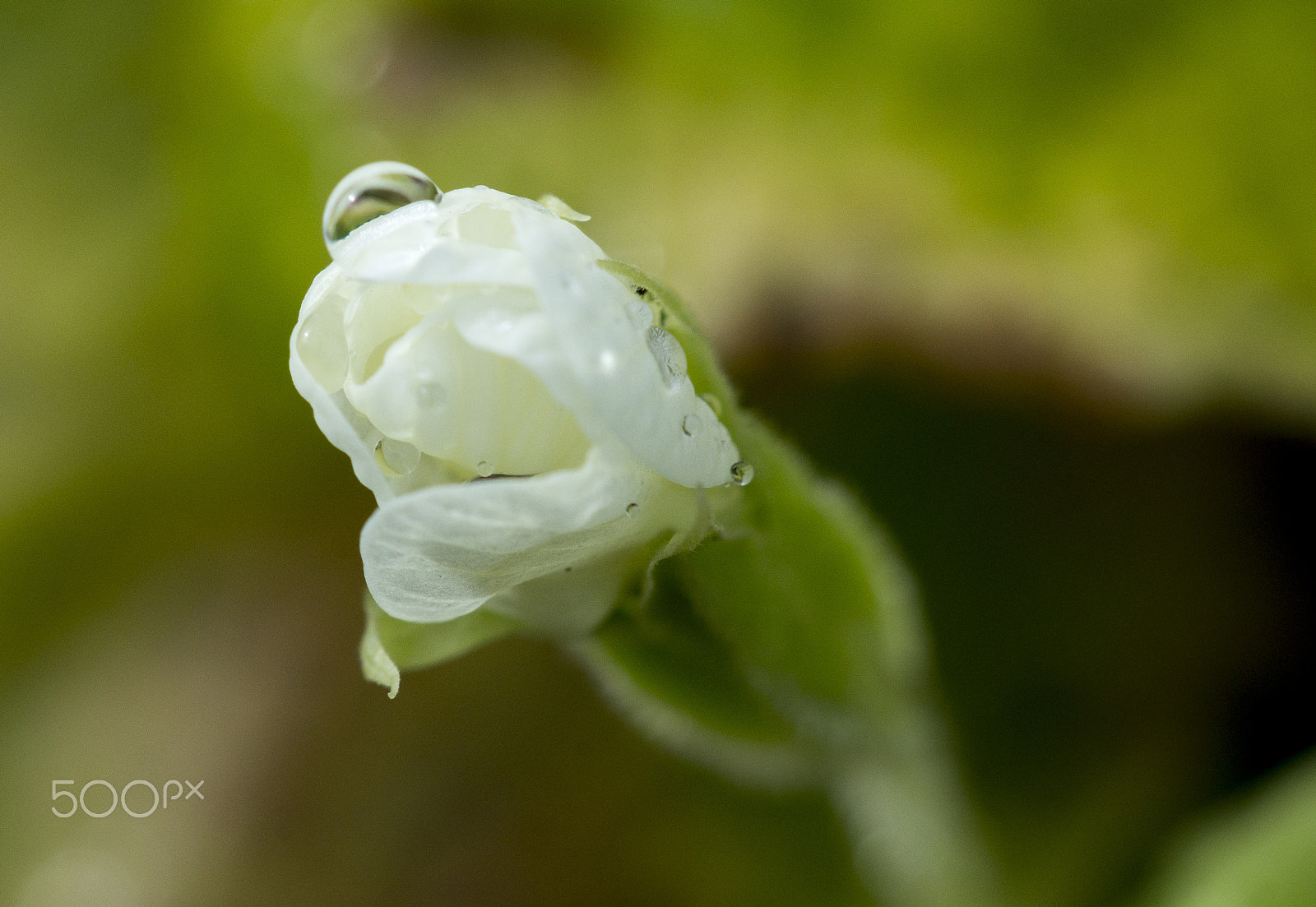 Sony SLT-A57 + Minolta AF 100mm F2.8 Macro [New] sample photo. White flower drop photography