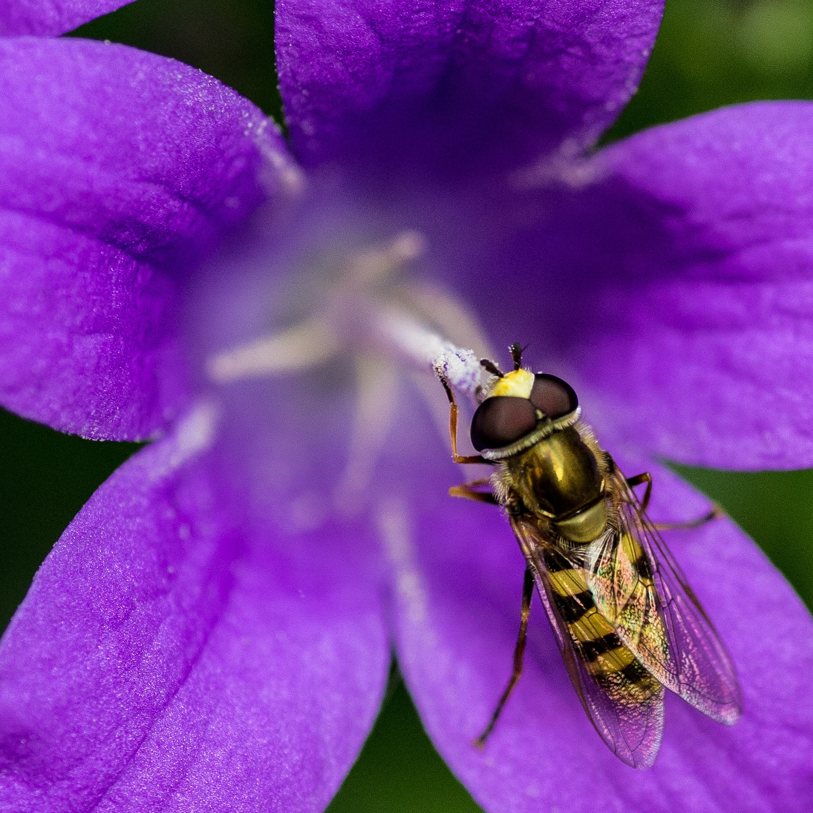 Nikon Df sample photo. Eupeodes corollae photography