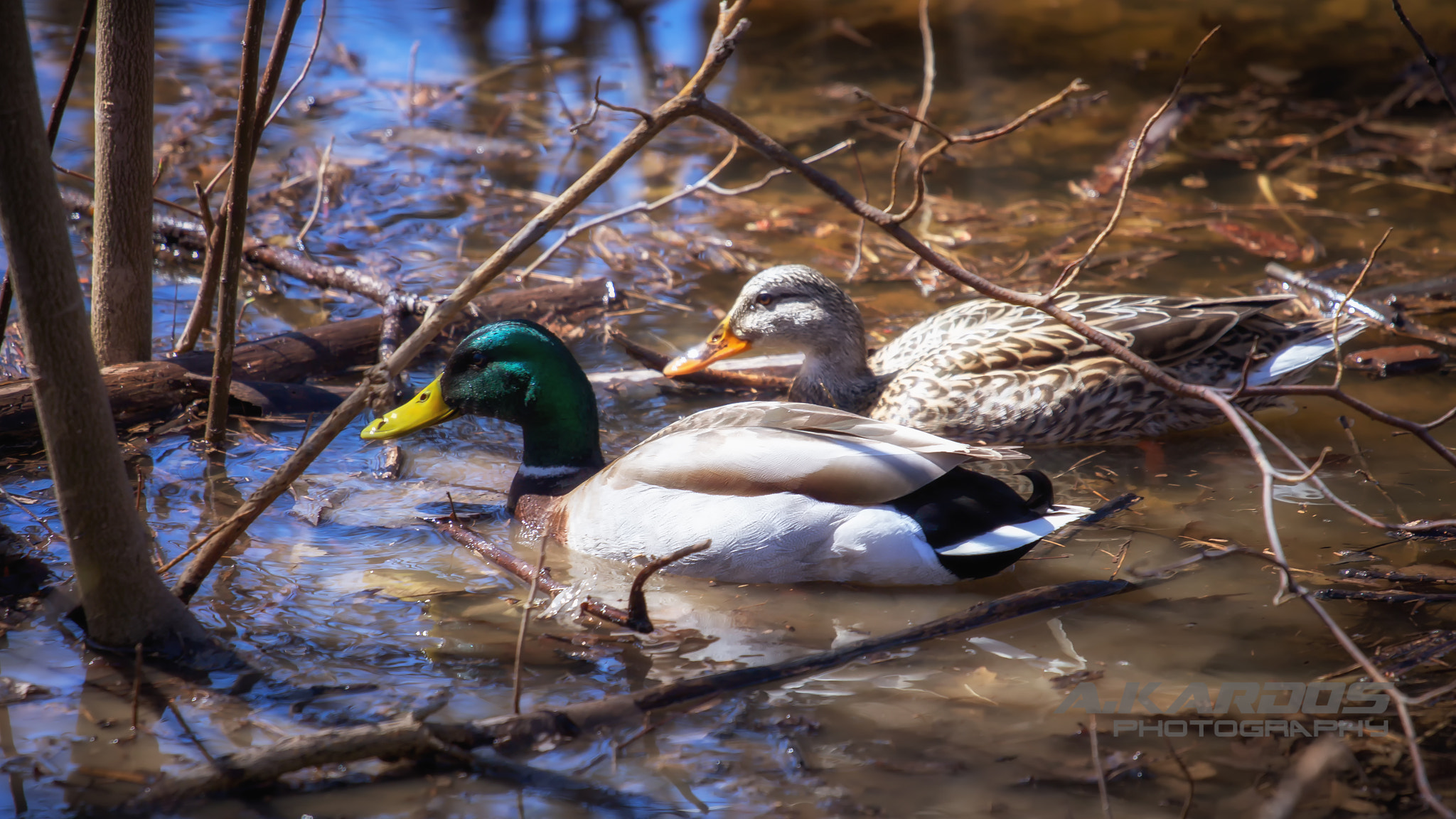 Canon EOS 700D (EOS Rebel T5i / EOS Kiss X7i) + Canon EF 70-200mm F4L USM sample photo. Duck photography