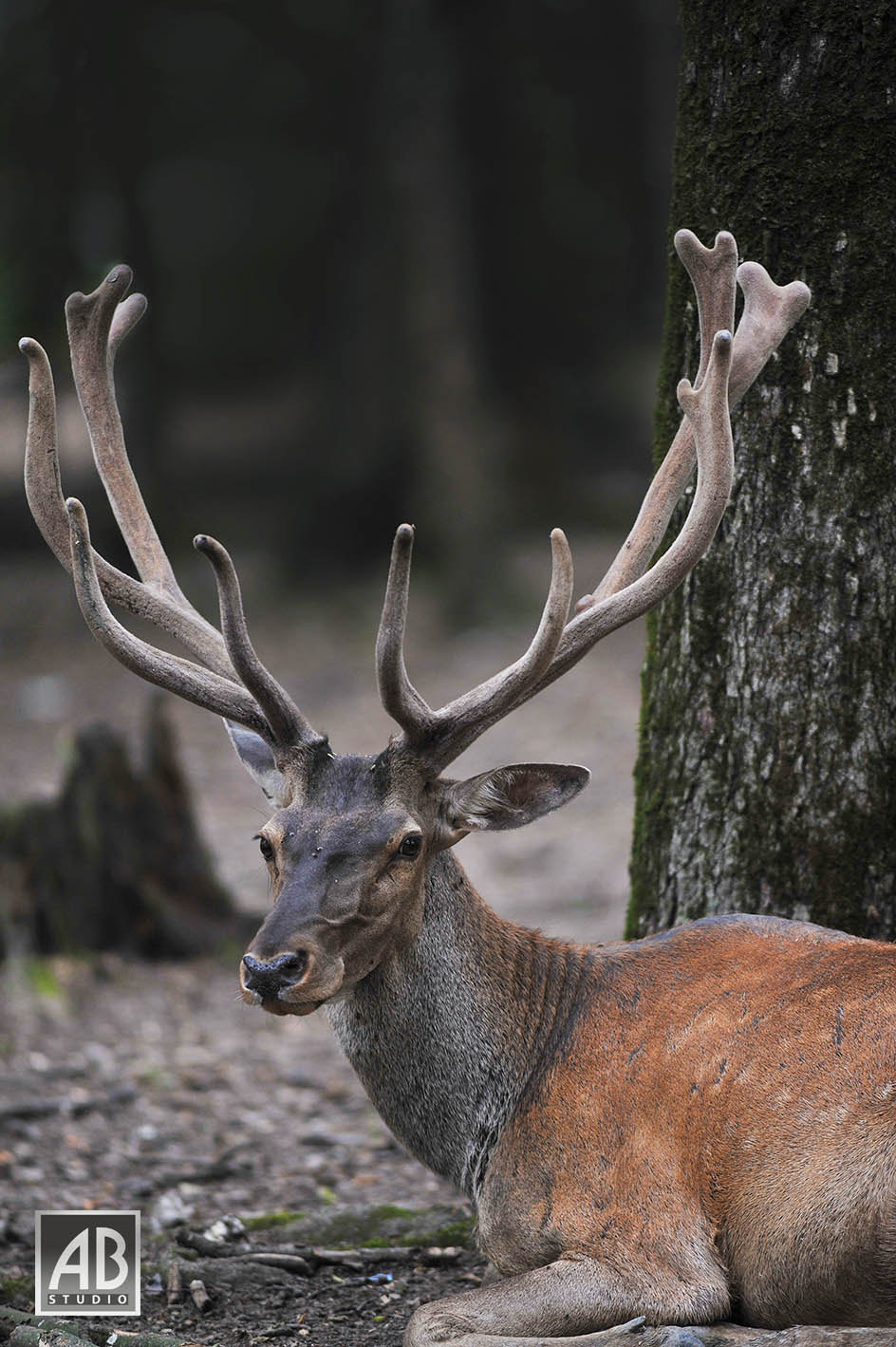Nikon AF-S Nikkor 300mm F2.8G ED VR II sample photo