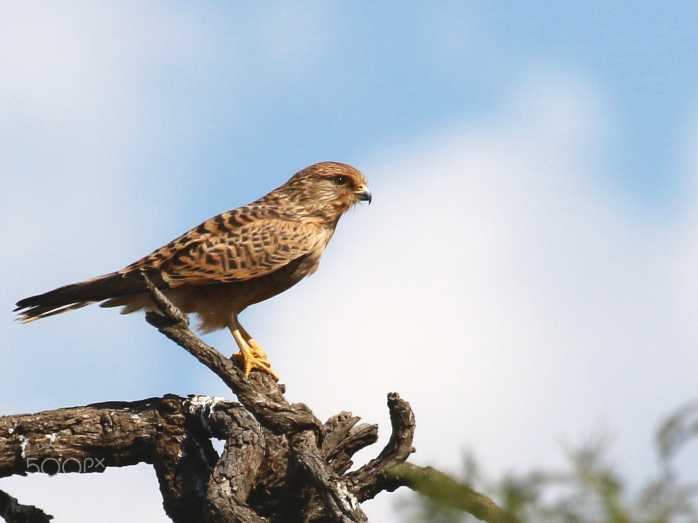 Canon EF 100-400mm F4.5-5.6L IS USM sample photo. Greater kestrel photography