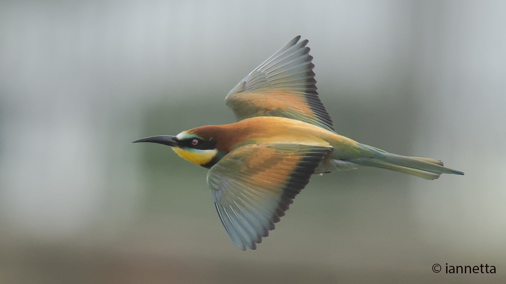 Nikon AF-S Nikkor 400mm F2.8G ED VR II sample photo. I magnifici colori del merops apiaster photography