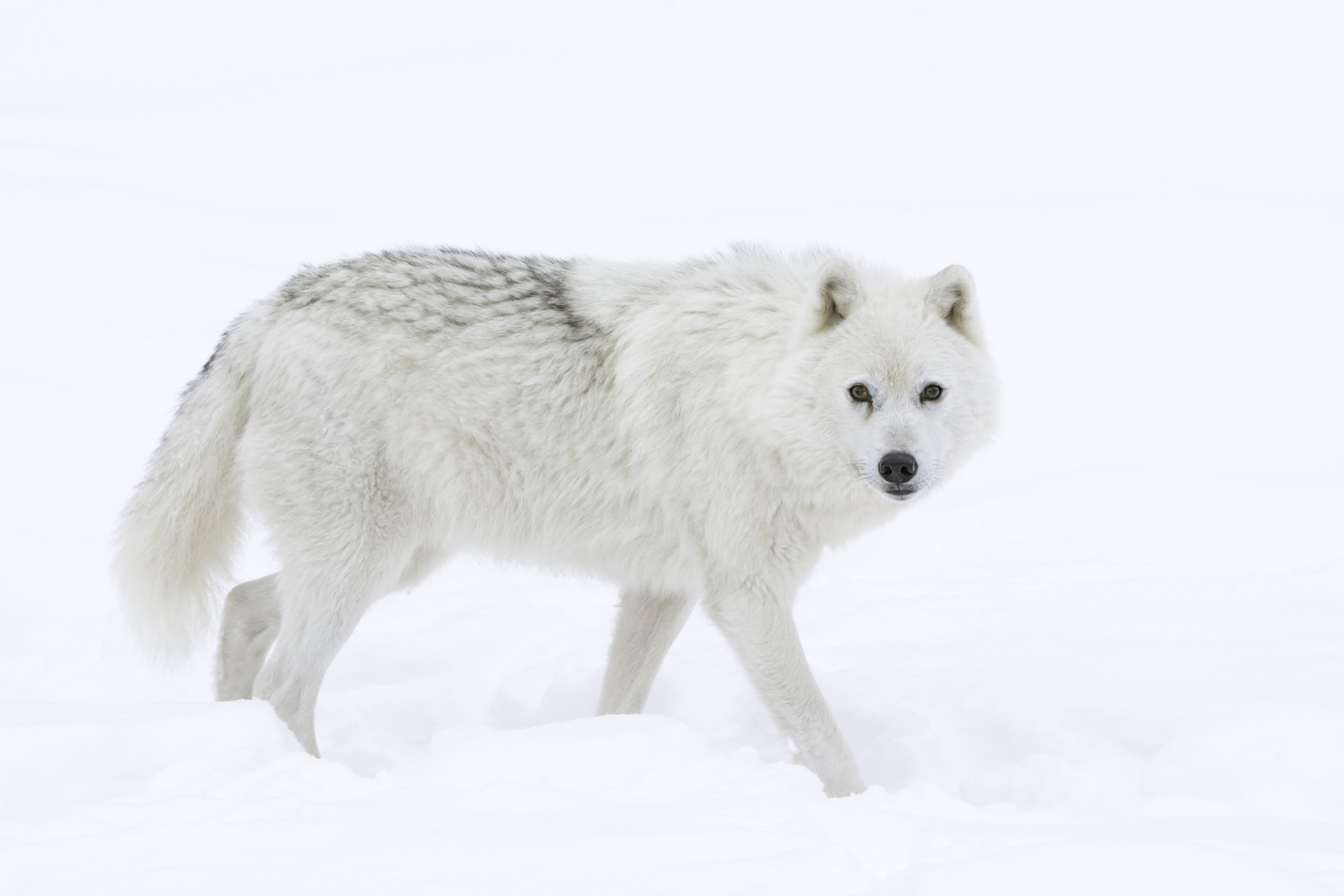 Nikon AF-S Nikkor 200-400mm F4G ED-IF VR sample photo. Having a stroll... photography