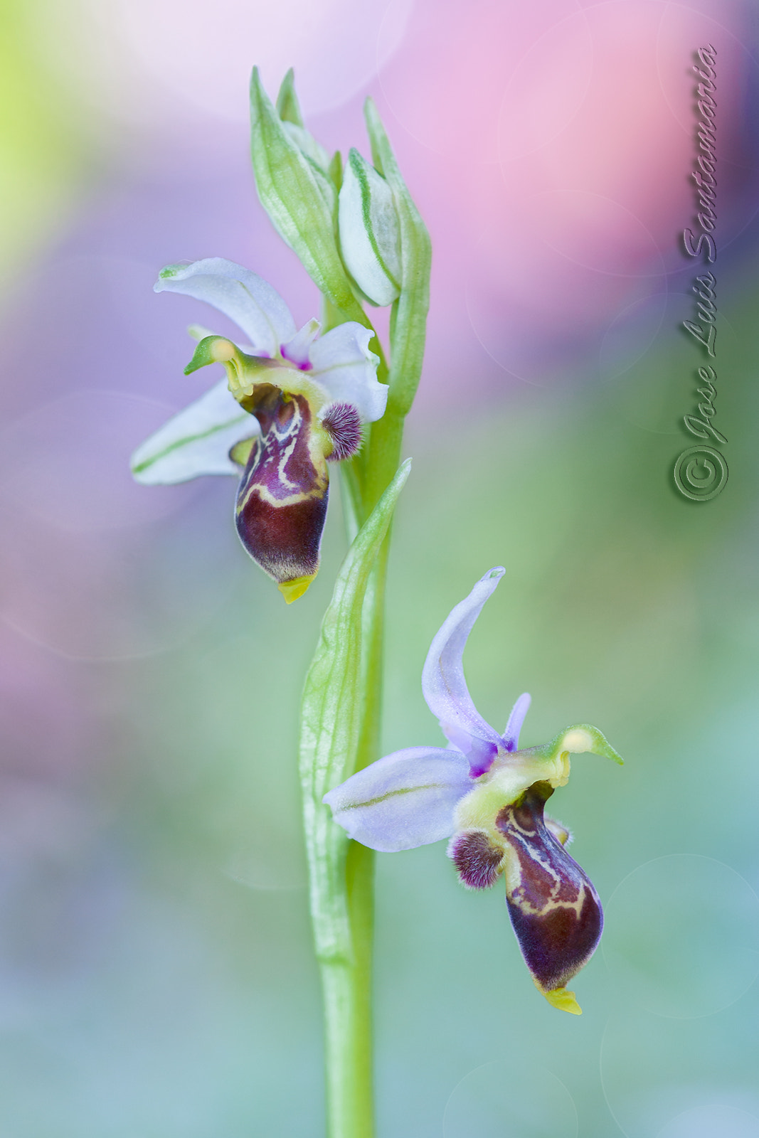 Sigma 150mm F2.8 EX DG Macro HSM sample photo. Ophrys scolopax photography