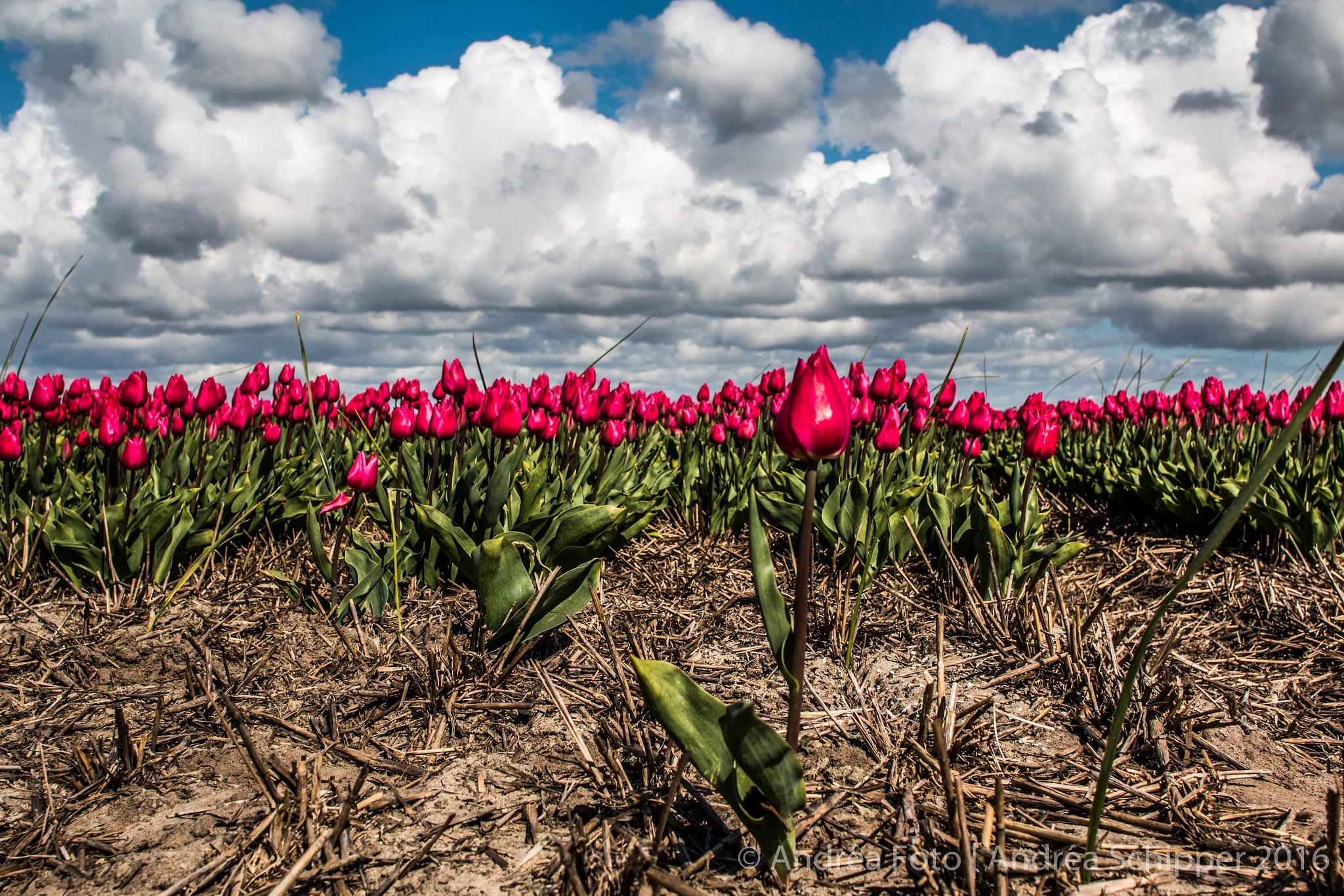 Canon EOS 70D + Canon EF 24mm F2.8 IS USM sample photo. Tulips photography