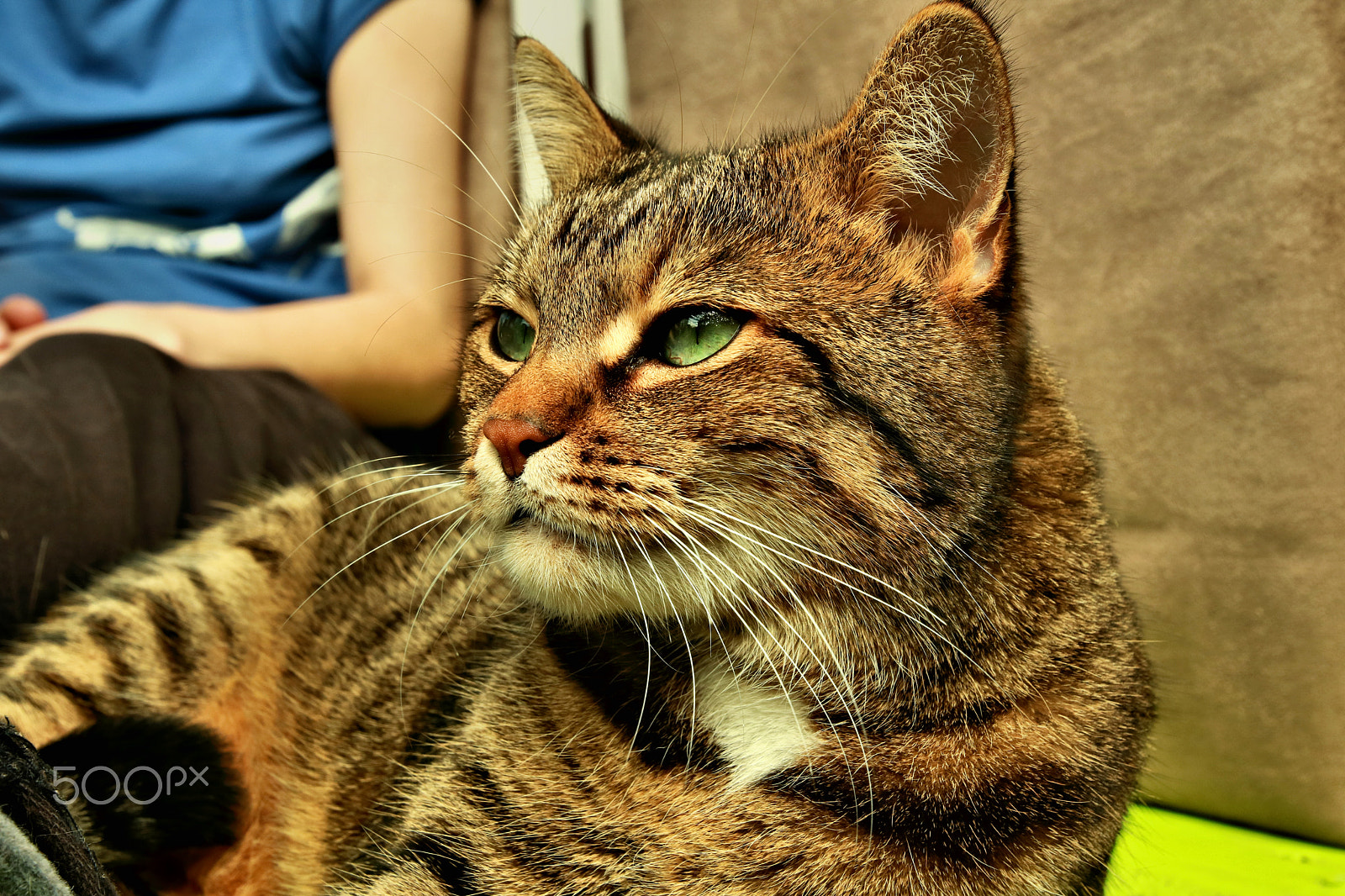 Canon EOS 750D (EOS Rebel T6i / EOS Kiss X8i) sample photo. Why are so serius photography