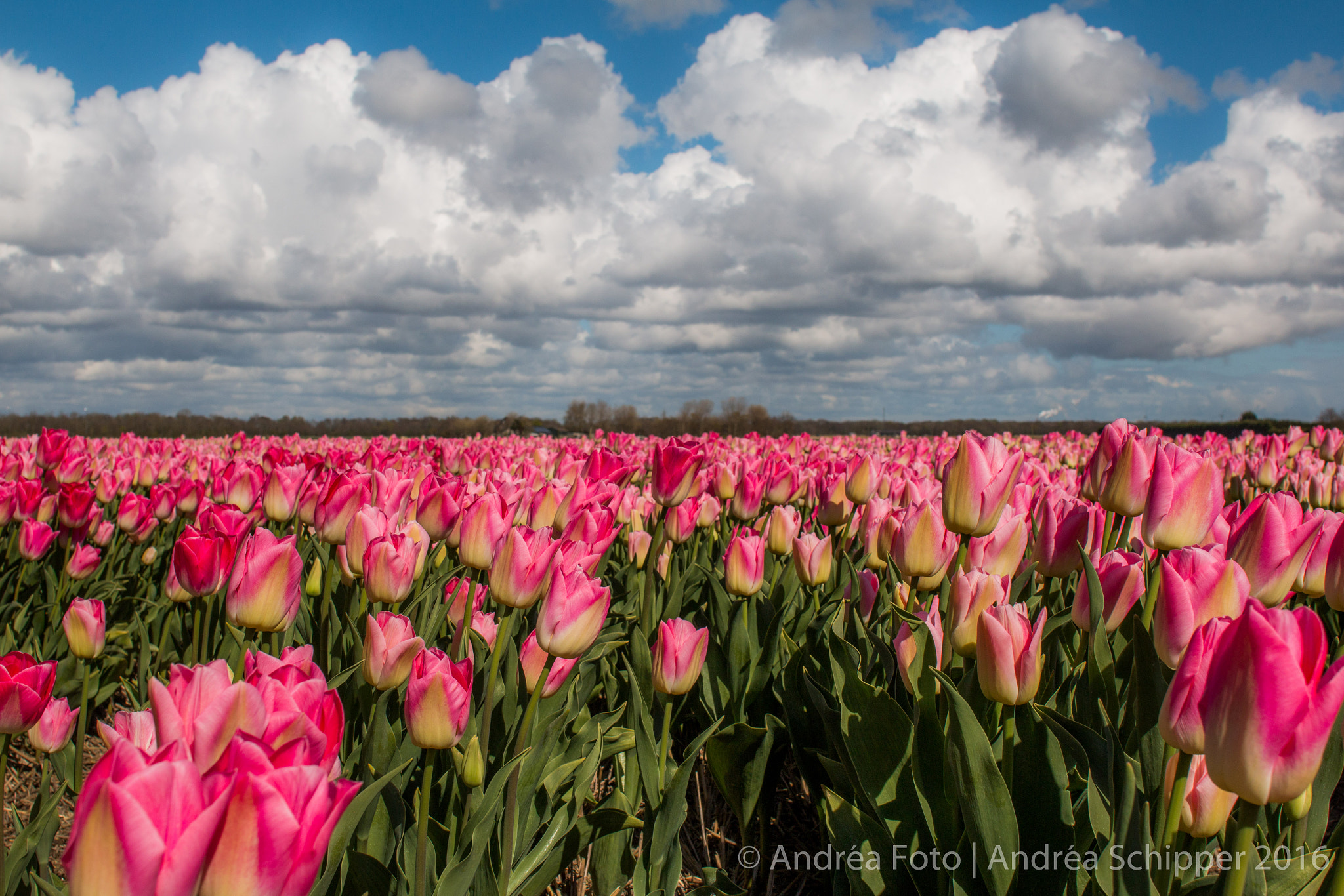 Canon EOS 70D + Canon EF 24mm F2.8 IS USM sample photo. Tulpenveld photography