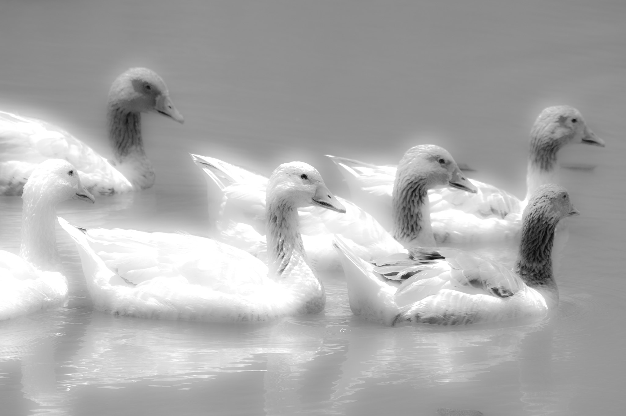 Nikon D3S sample photo. Ducks photography