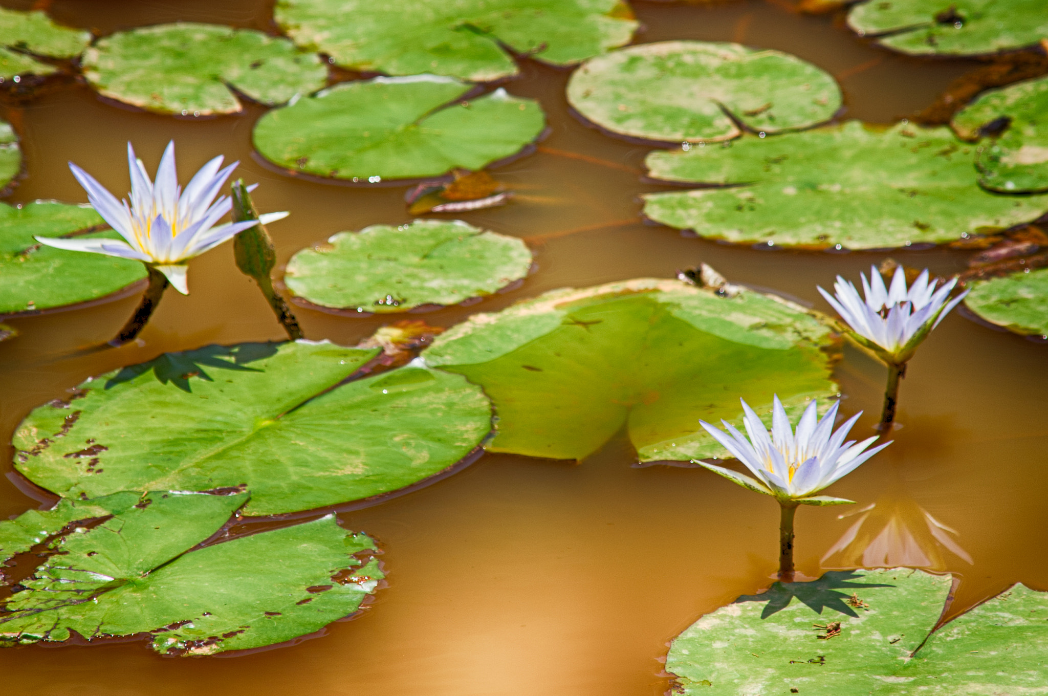 Nikon D3S sample photo. Flowers photography