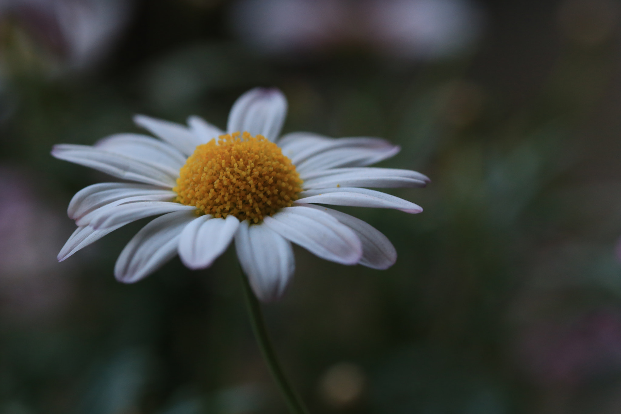 Canon EOS 6D + Sigma 105mm F2.8 EX DG Macro sample photo. Margerite photography