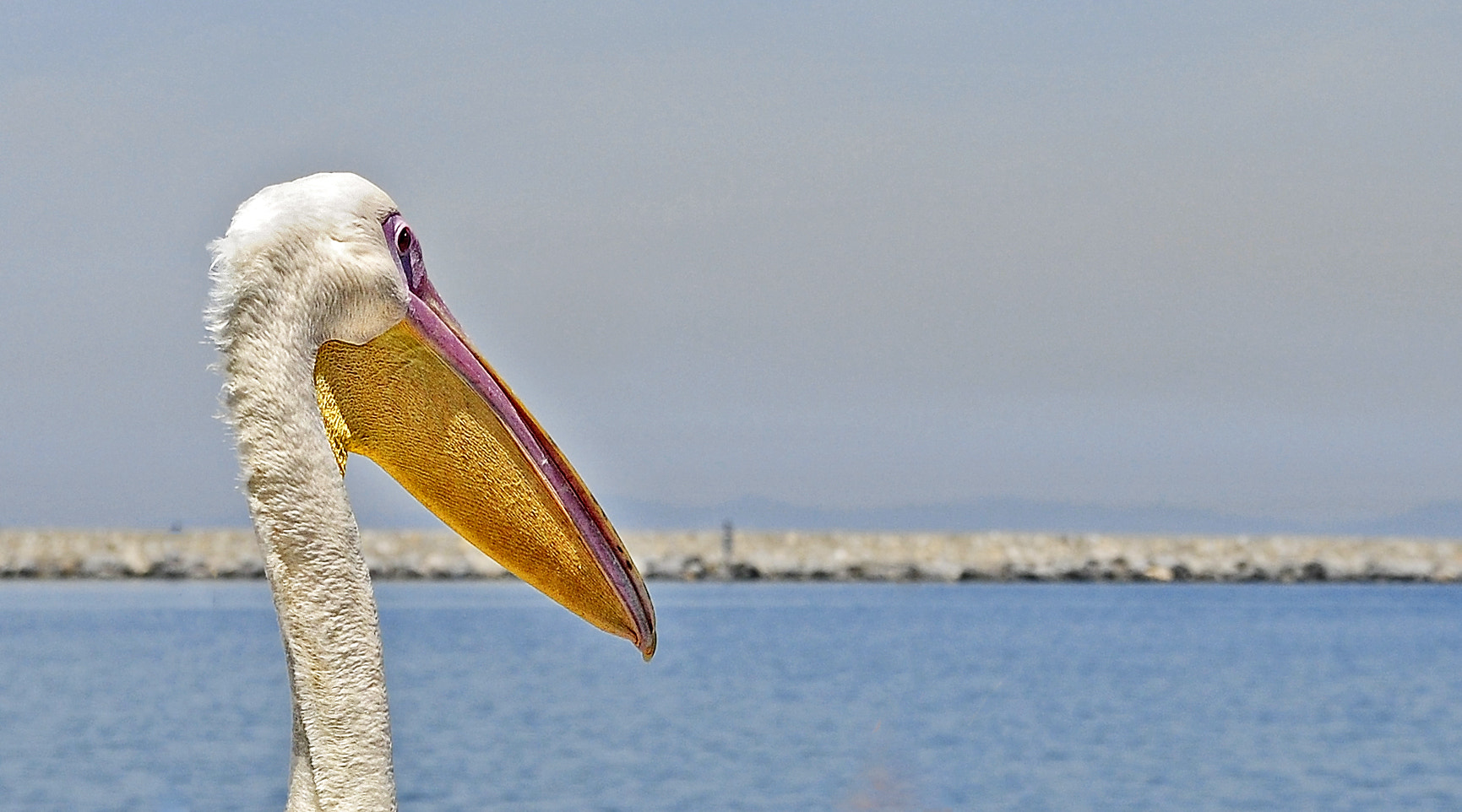 Nikon D300 + IX-Nikkor 60-180mm f/4-5.6 sample photo. Pelican photography