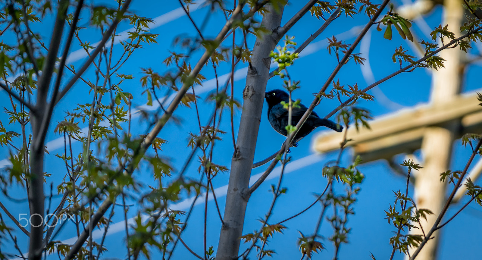 Samsung NX30 + Samsung NX 50-200mm F4-5.6 ED OIS sample photo. Bird photography