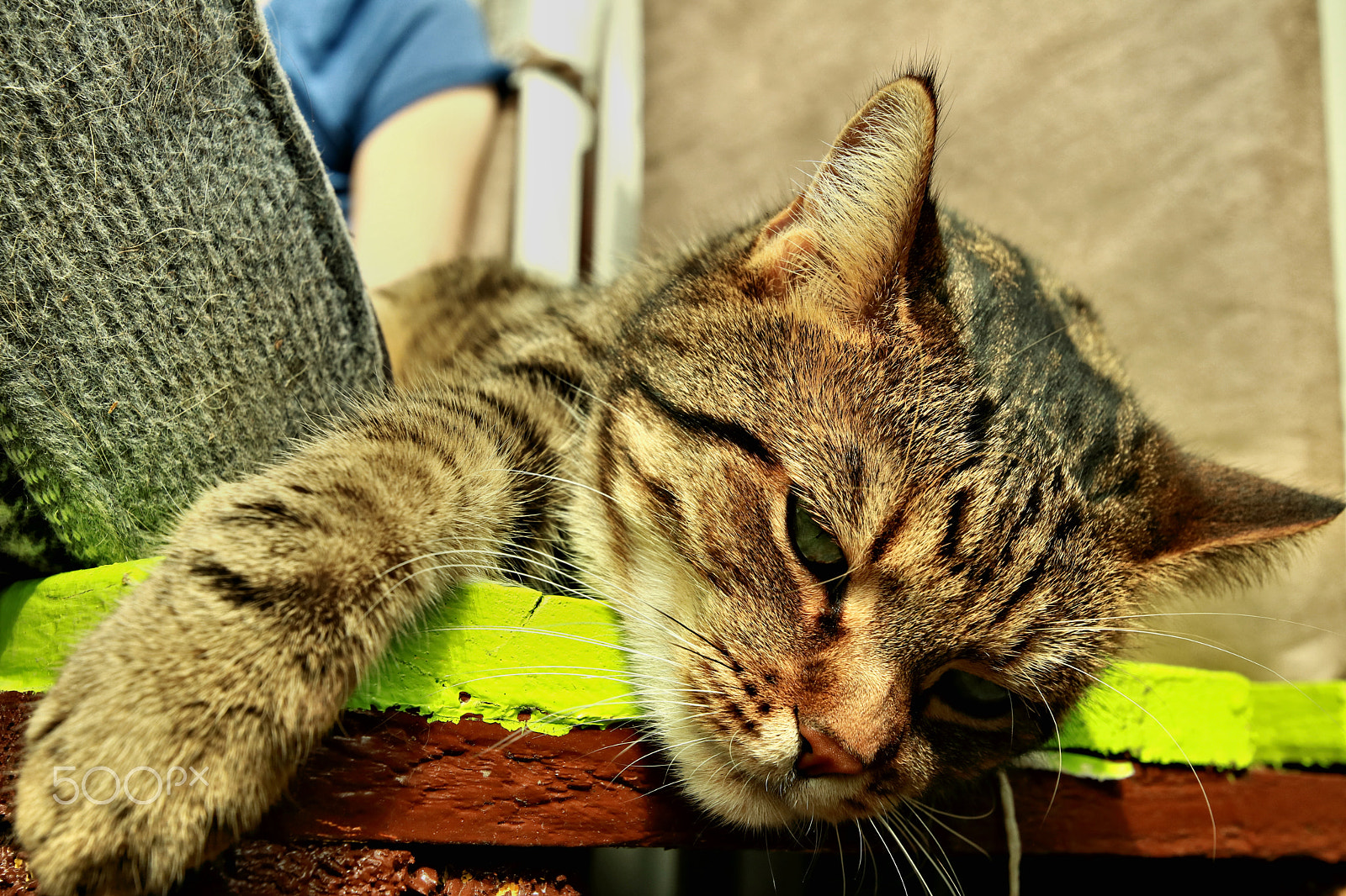 Canon EOS 750D (EOS Rebel T6i / EOS Kiss X8i) sample photo. Chillin cat photography