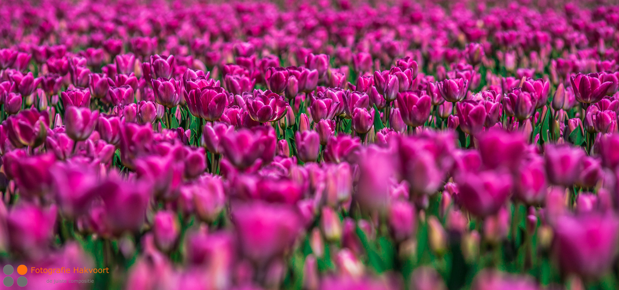 Sigma APO 50-150mm f/2.8 [II] EX DC HSM sample photo. Tulips photography
