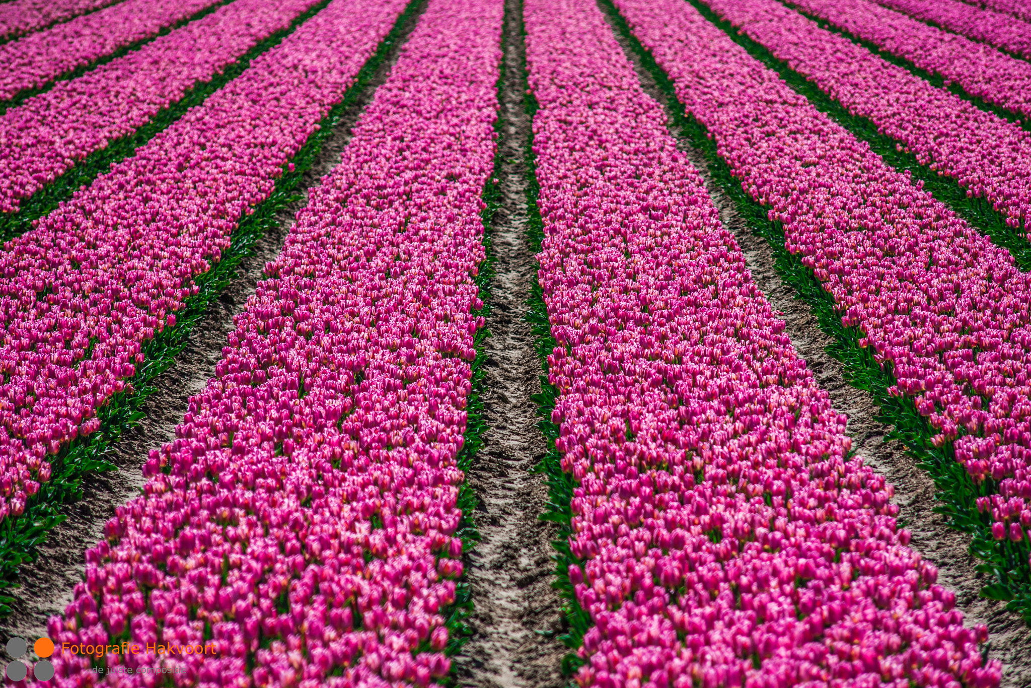 Sigma APO 50-150mm f/2.8 [II] EX DC HSM sample photo. Tulips photography